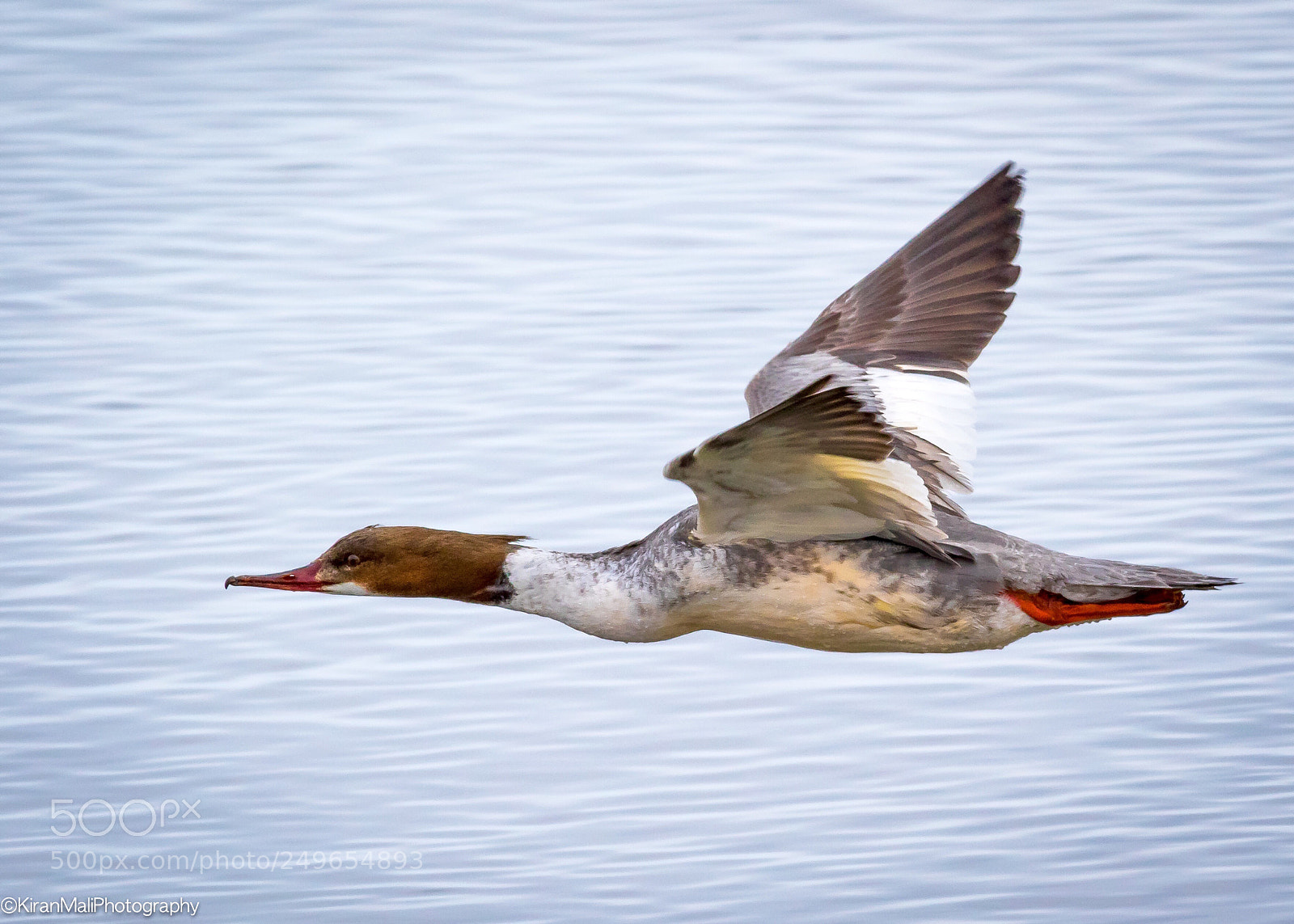 Canon EOS 7D Mark II sample photo. Common merganser photography