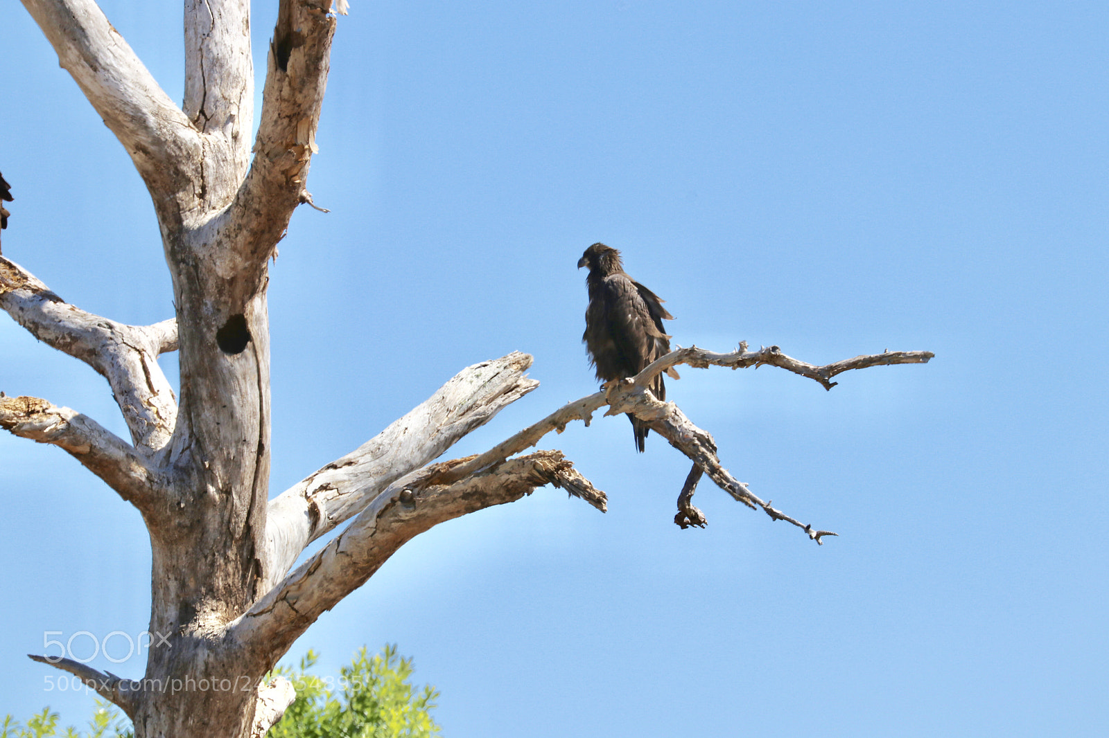Canon EOS 80D sample photo. Baby bald eagle away photography