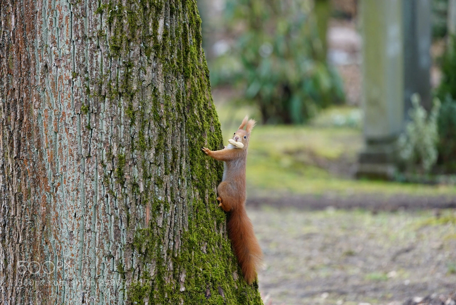 Sony a7 II sample photo. Eichhörnchen mit nuss photography