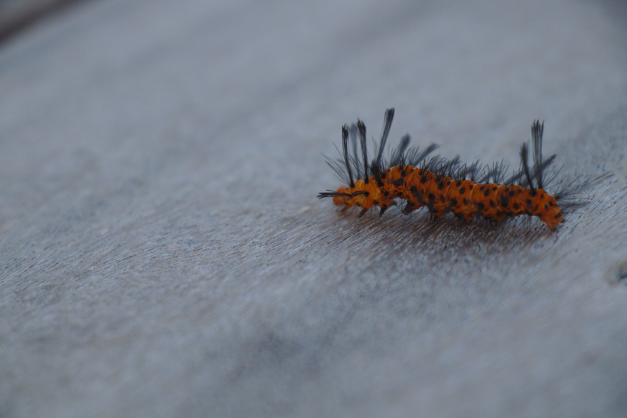 Canon EOS 77D (EOS 9000D / EOS 770D) sample photo. Rasta caterpillar lou photography