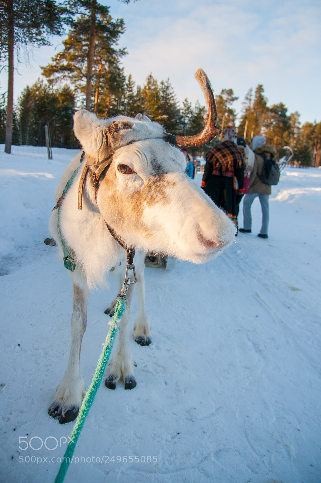 Sony Alpha DSLR-A700 sample photo. Rudolf photography