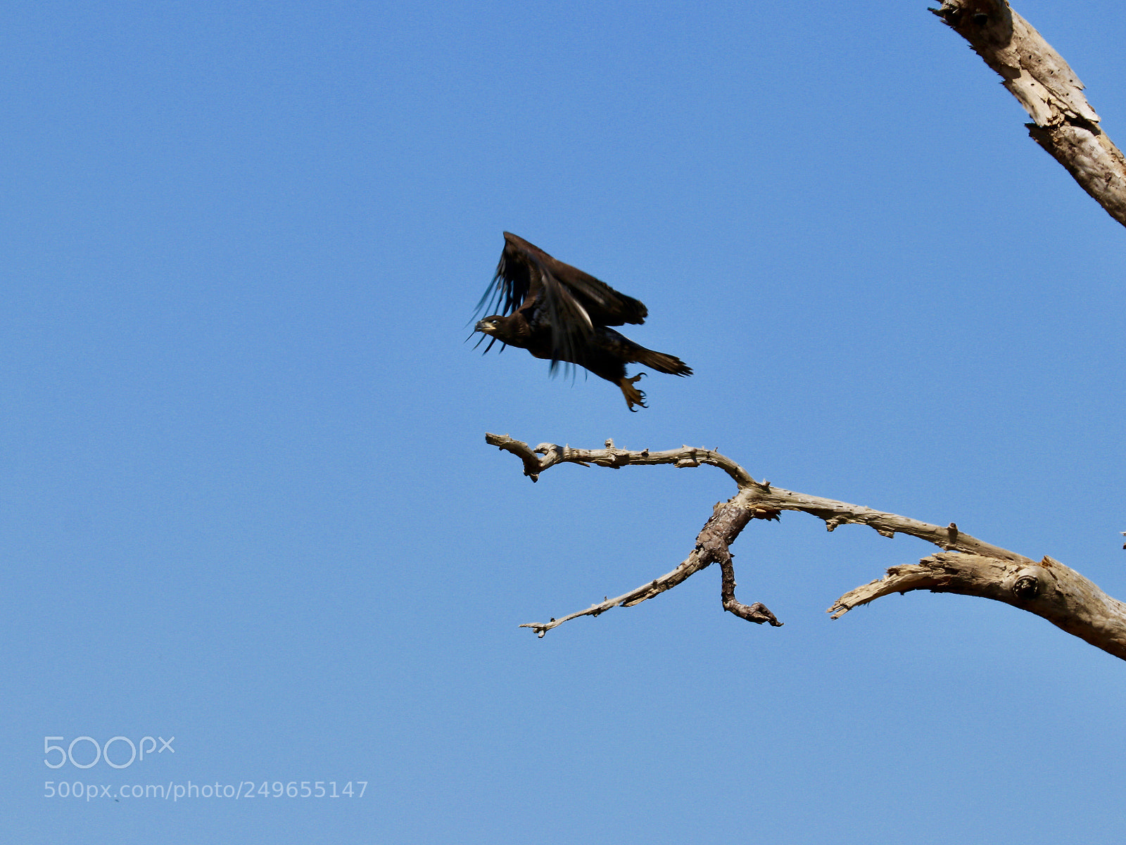 Canon EOS 80D sample photo. Baby bald eagle take photography
