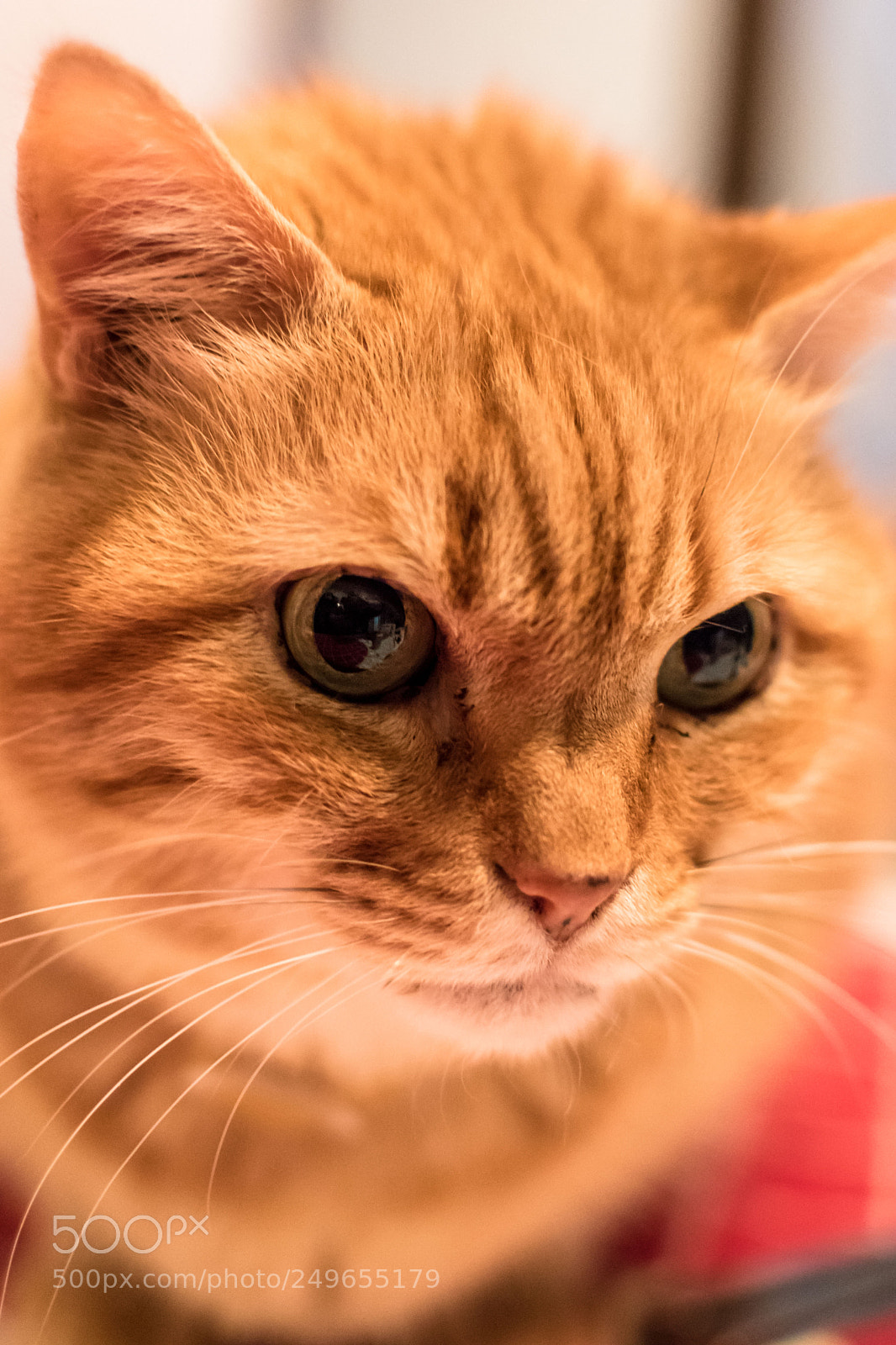 Nikon D5600 sample photo. Peter the cat photography