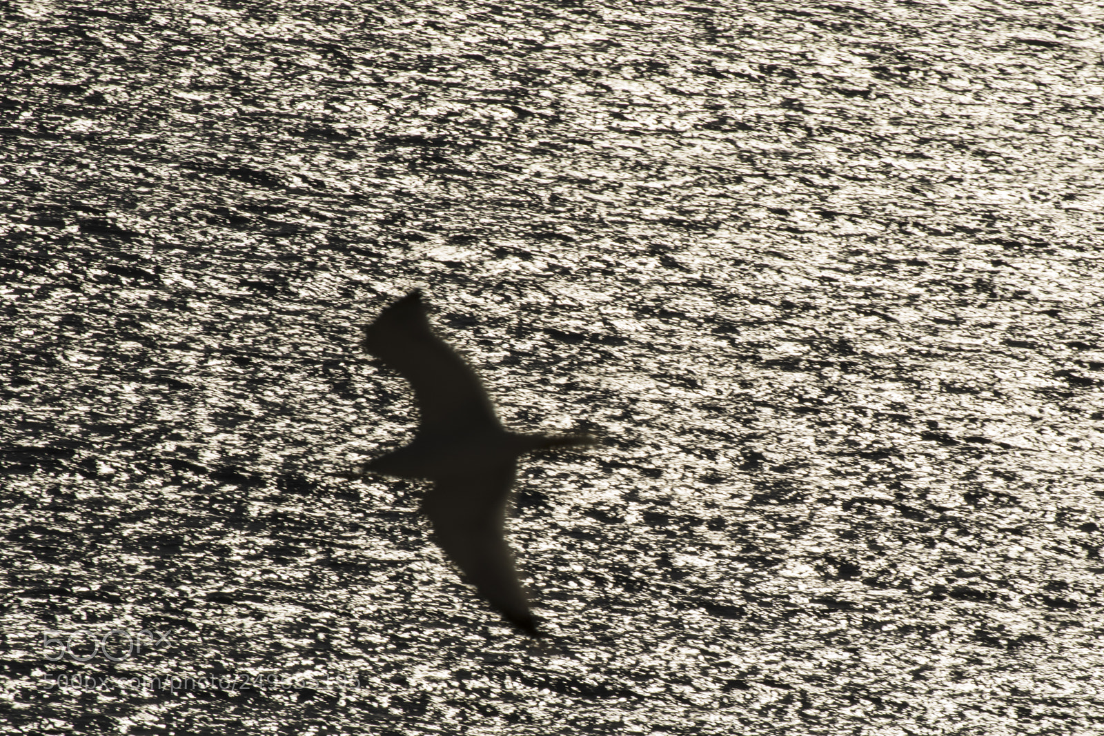 Canon EOS 7D Mark II sample photo. Flying gull over silver photography
