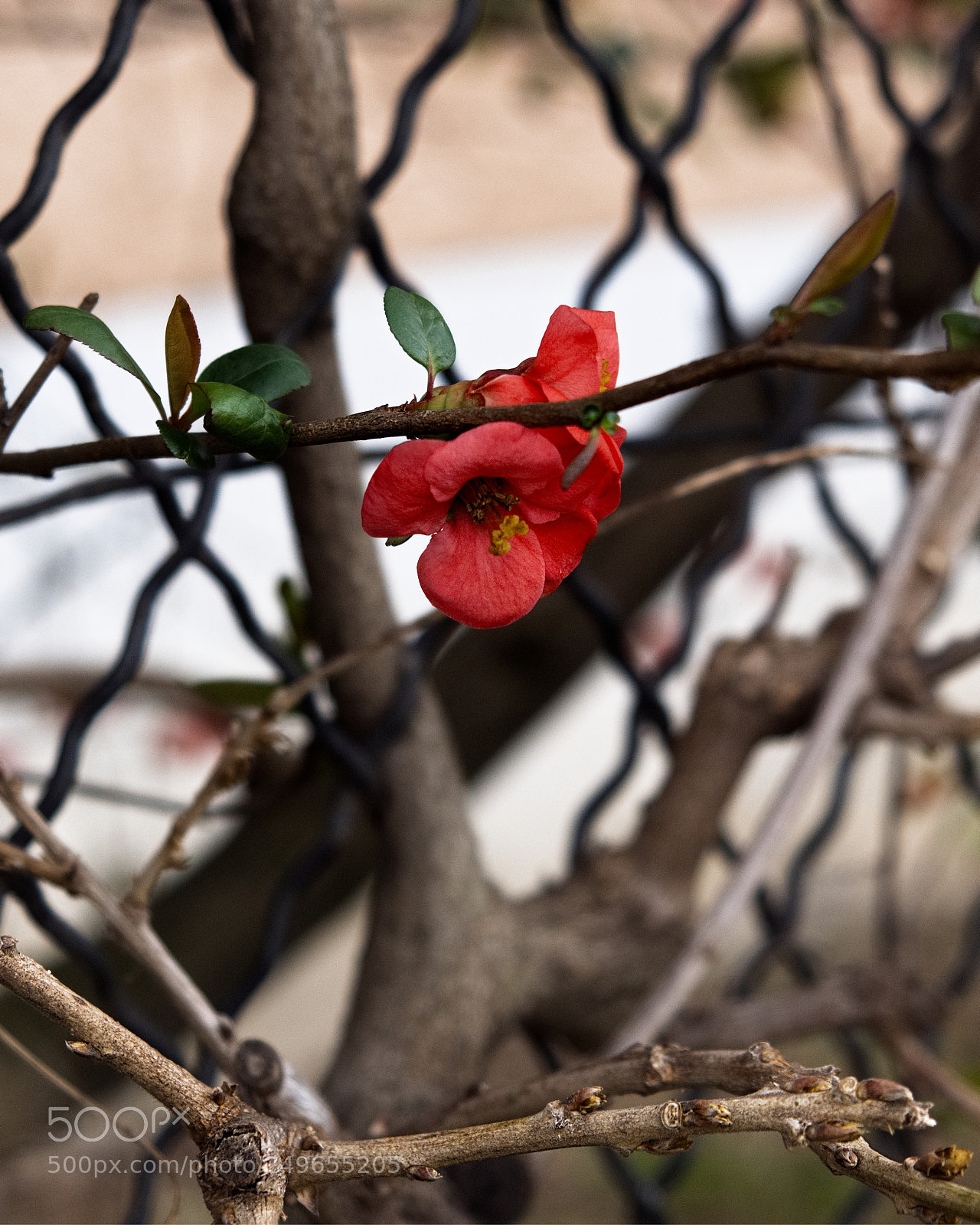 Panasonic Lumix DC-GH5 sample photo. *** photography