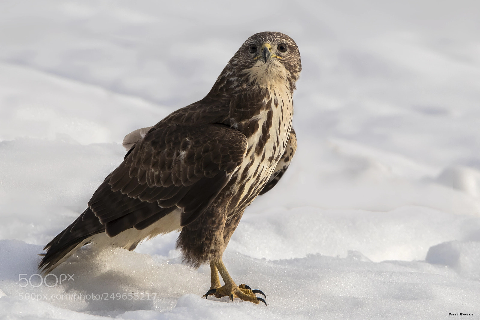 Canon EOS 77D (EOS 9000D / EOS 770D) sample photo. Busardo ratonero. photography