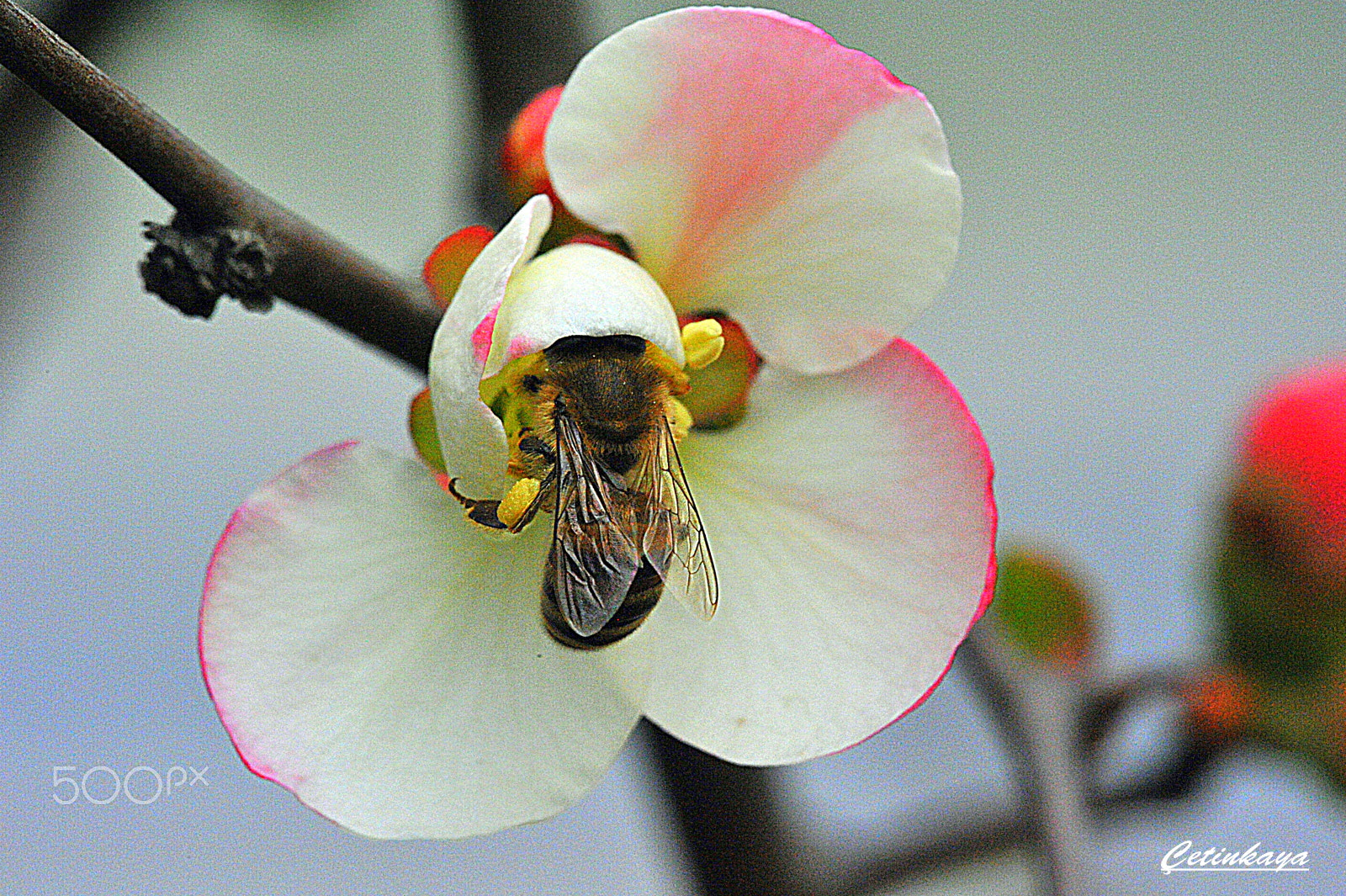 Nikon D700 + Sigma 150mm F2.8 EX DG Macro HSM sample photo. Flower and bee photography