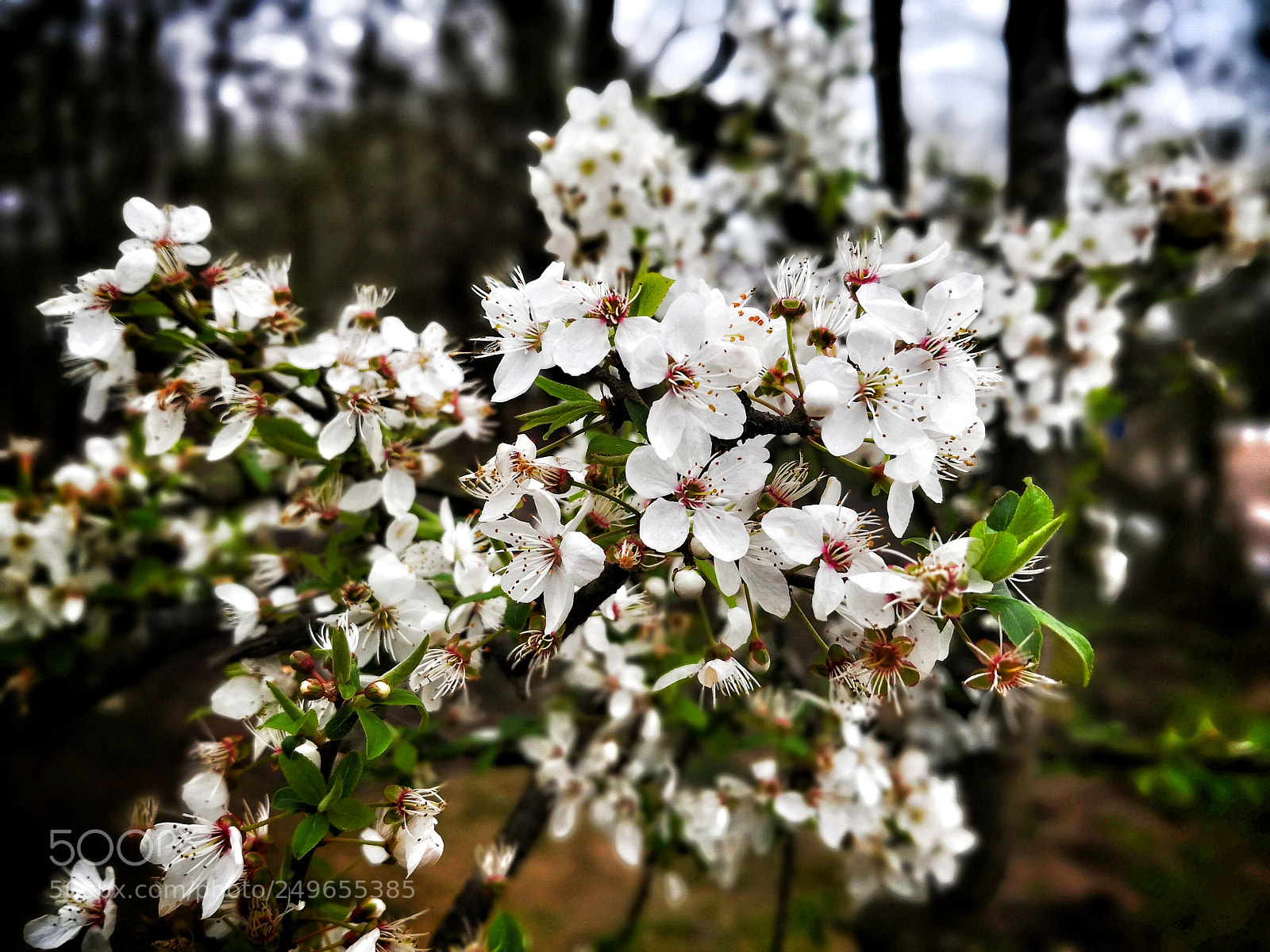 HUAWEI Mate 10 sample photo. Untitled photography