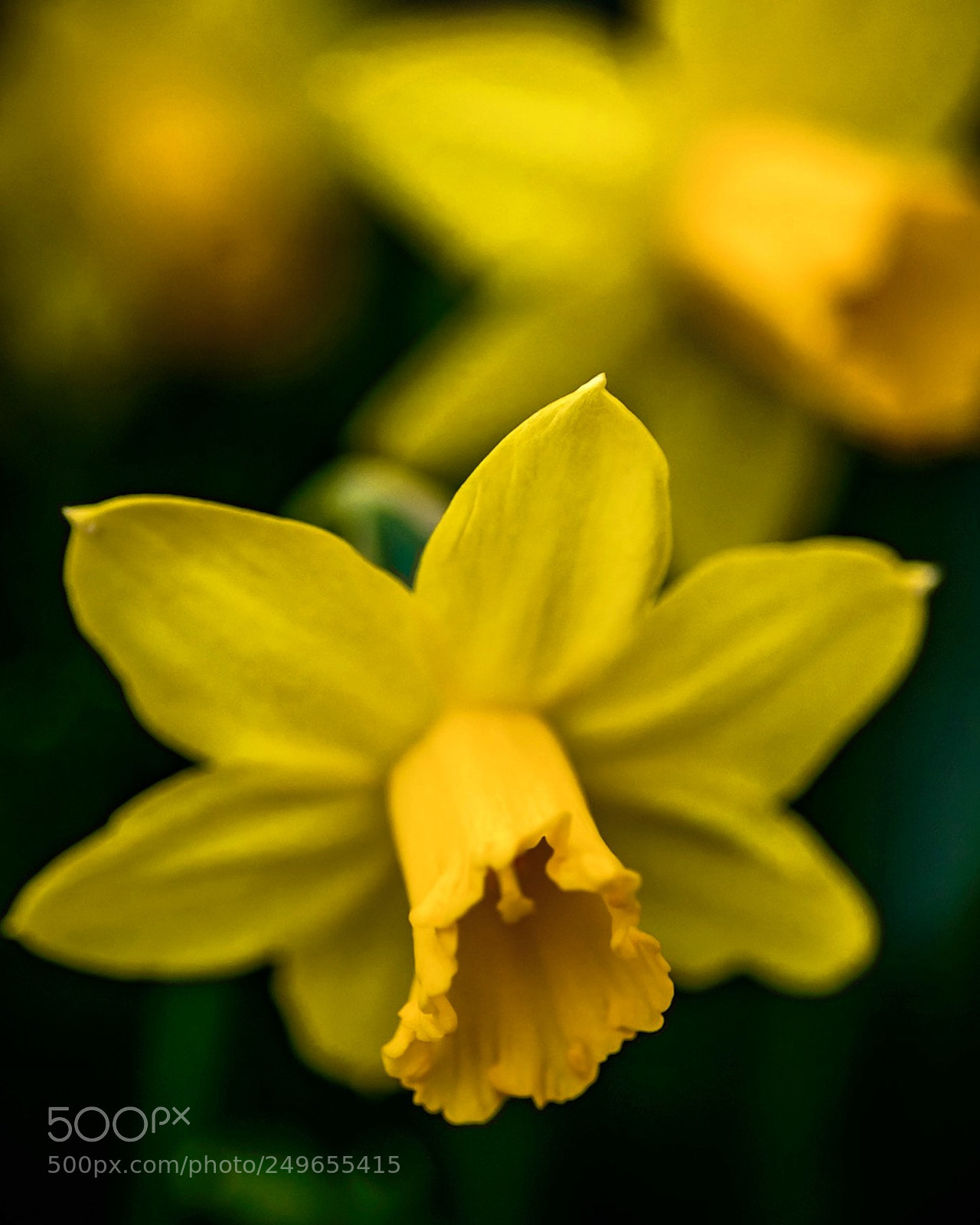 Nikon D800E sample photo. Narcissus photography