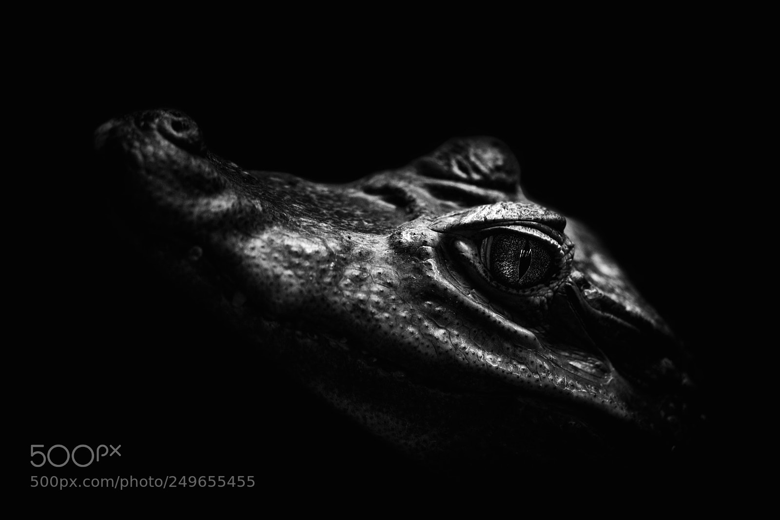 Nikon D5200 sample photo. Croco photography