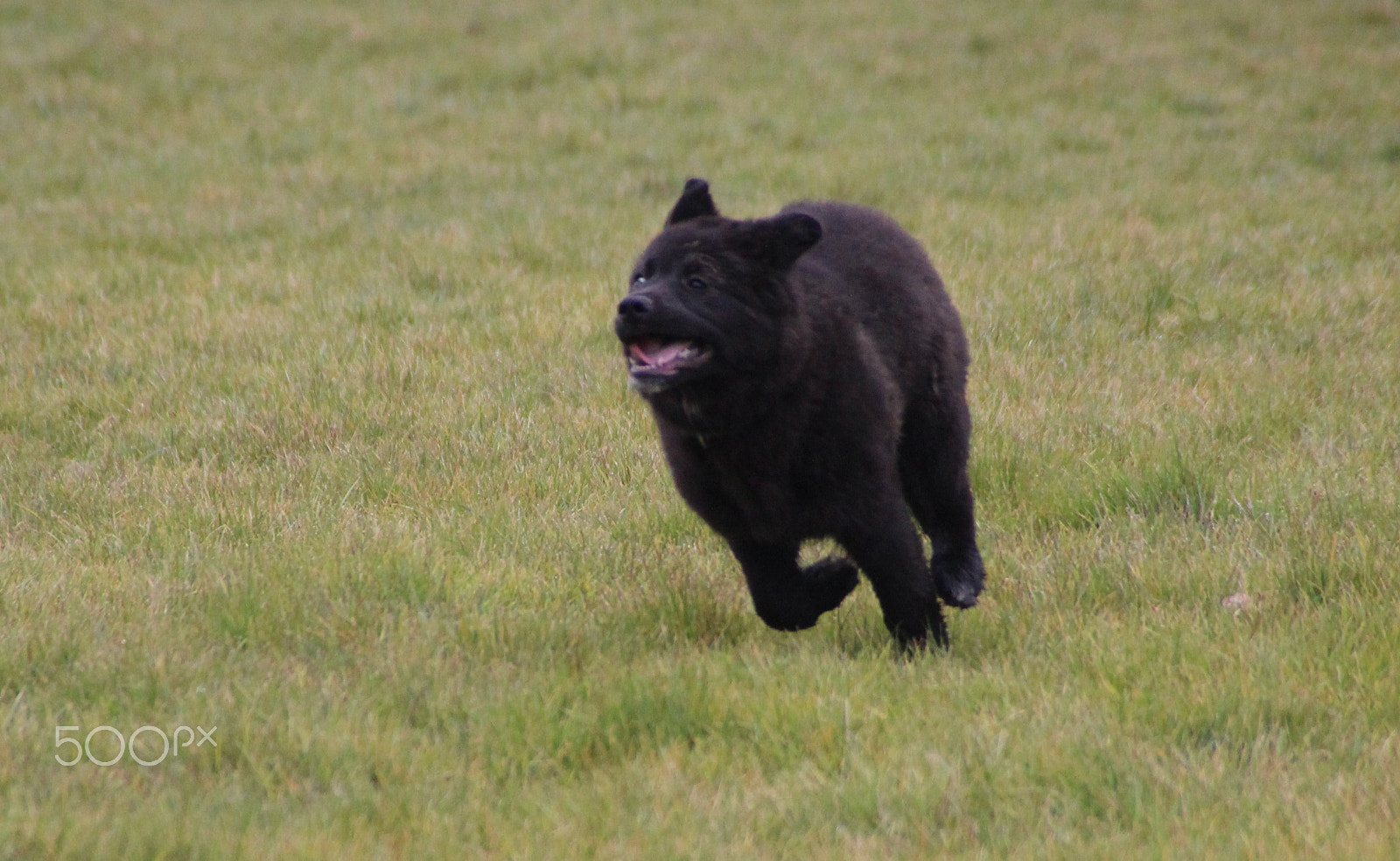 Canon EOS 600D (Rebel EOS T3i / EOS Kiss X5) sample photo. Luna in aktion photography