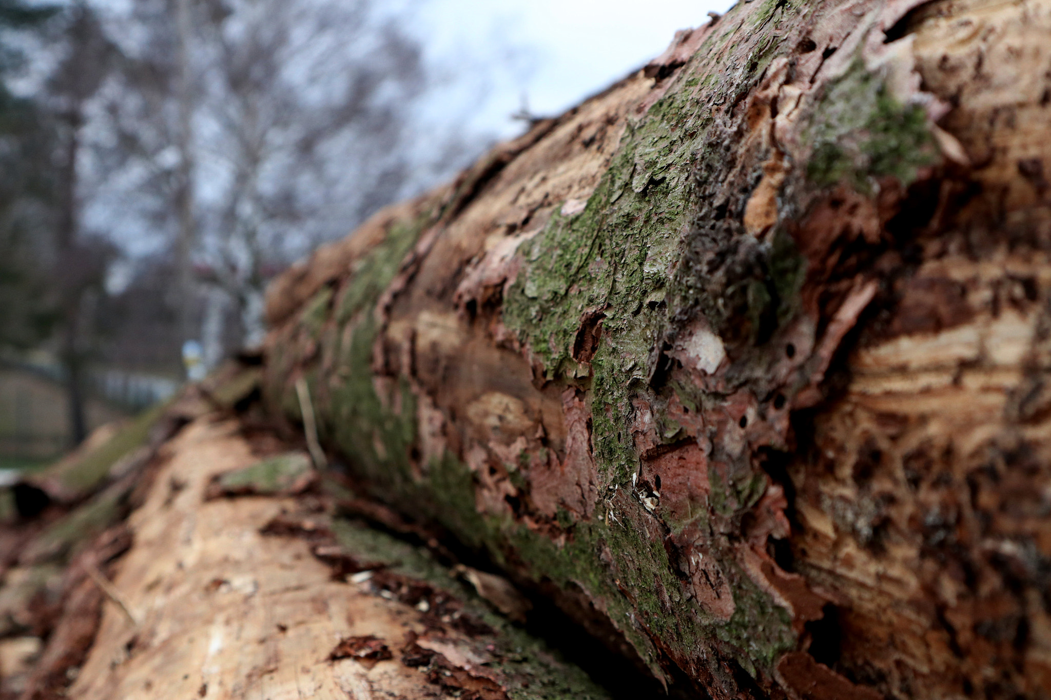 Canon EOS M5 sample photo. Spruce photography