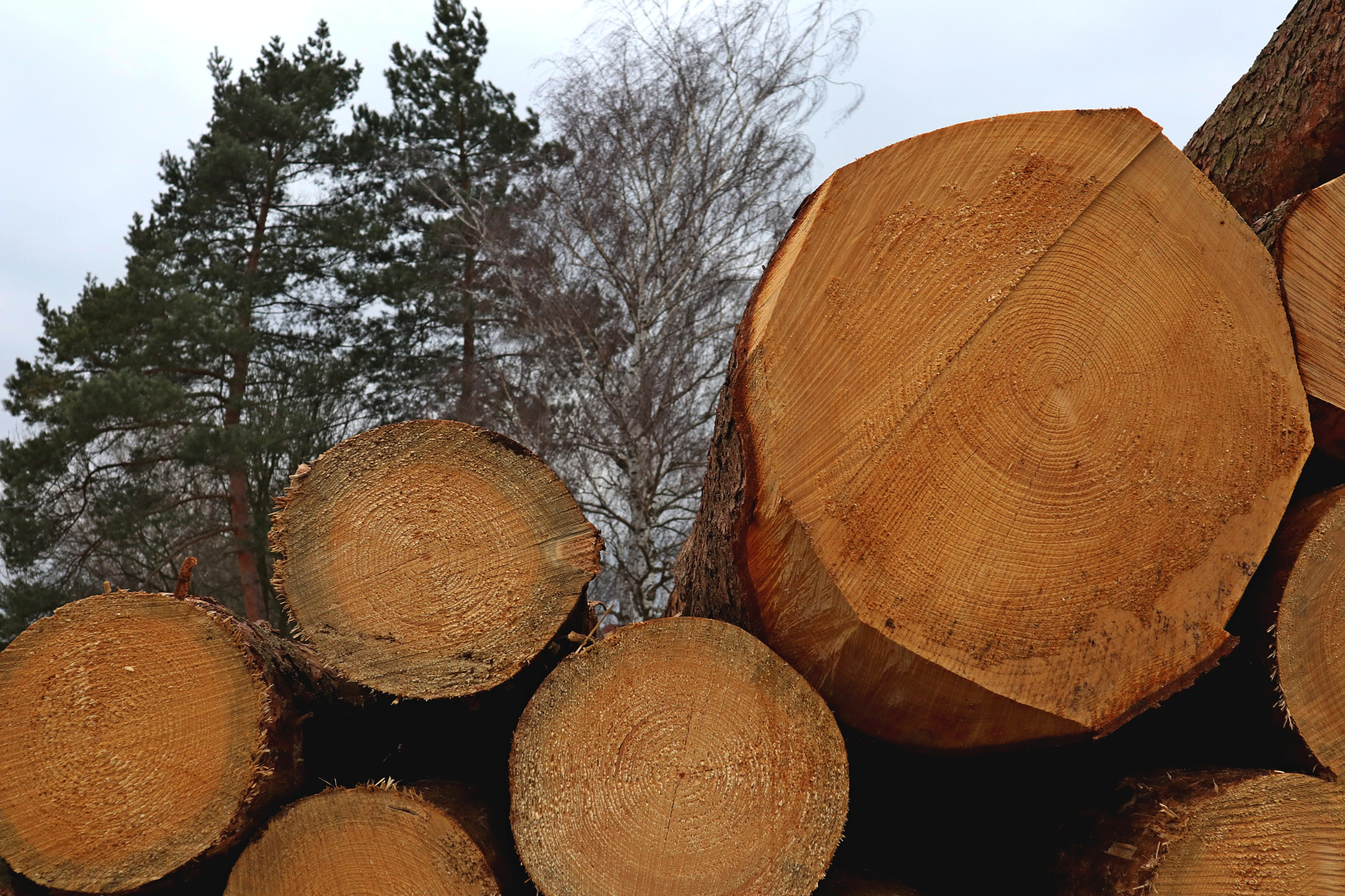 Canon EOS M5 sample photo. Landfill of wood photography