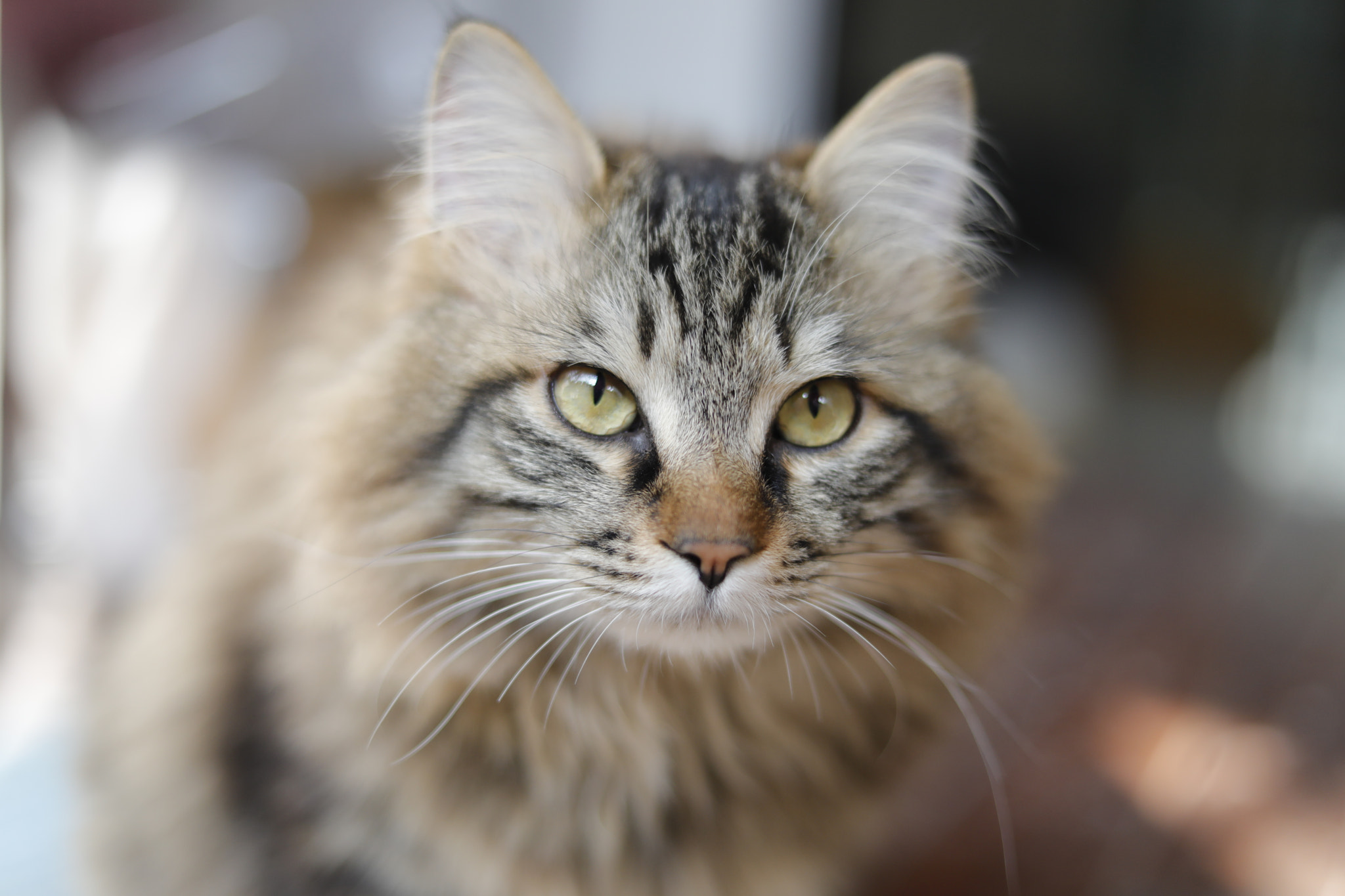 Canon EF 50mm F1.8 STM sample photo