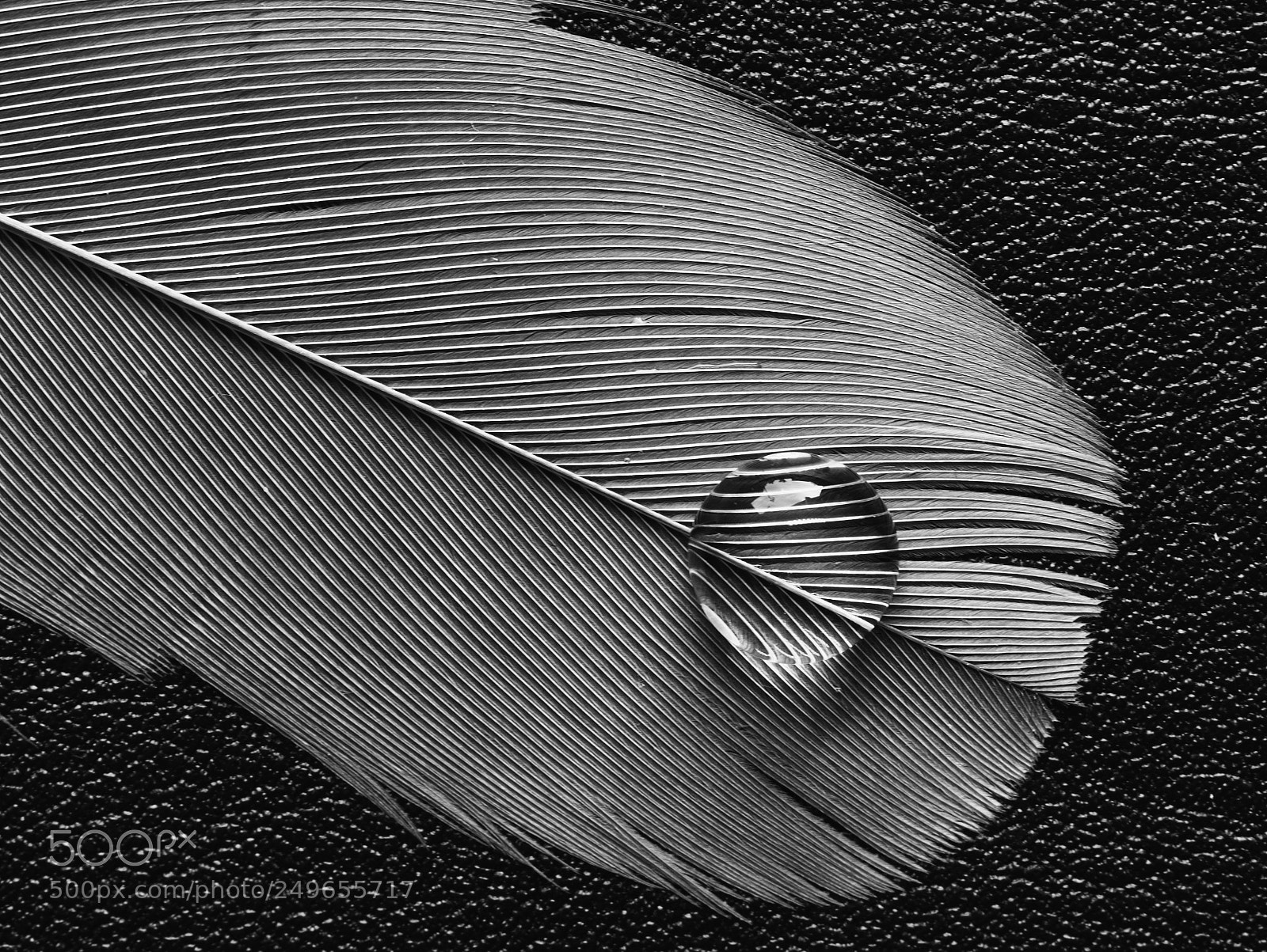Panasonic DMC-G70 sample photo. Feather photography
