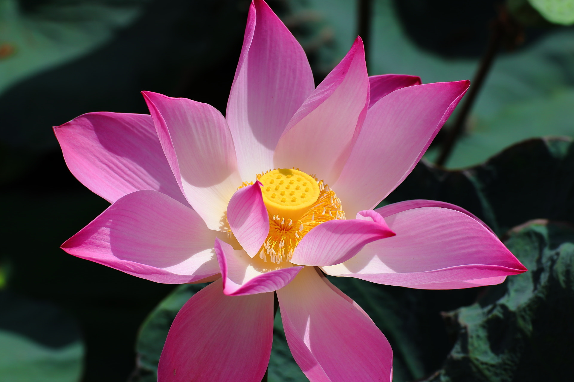 Canon EOS 77D (EOS 9000D / EOS 770D) sample photo. Lotus photography