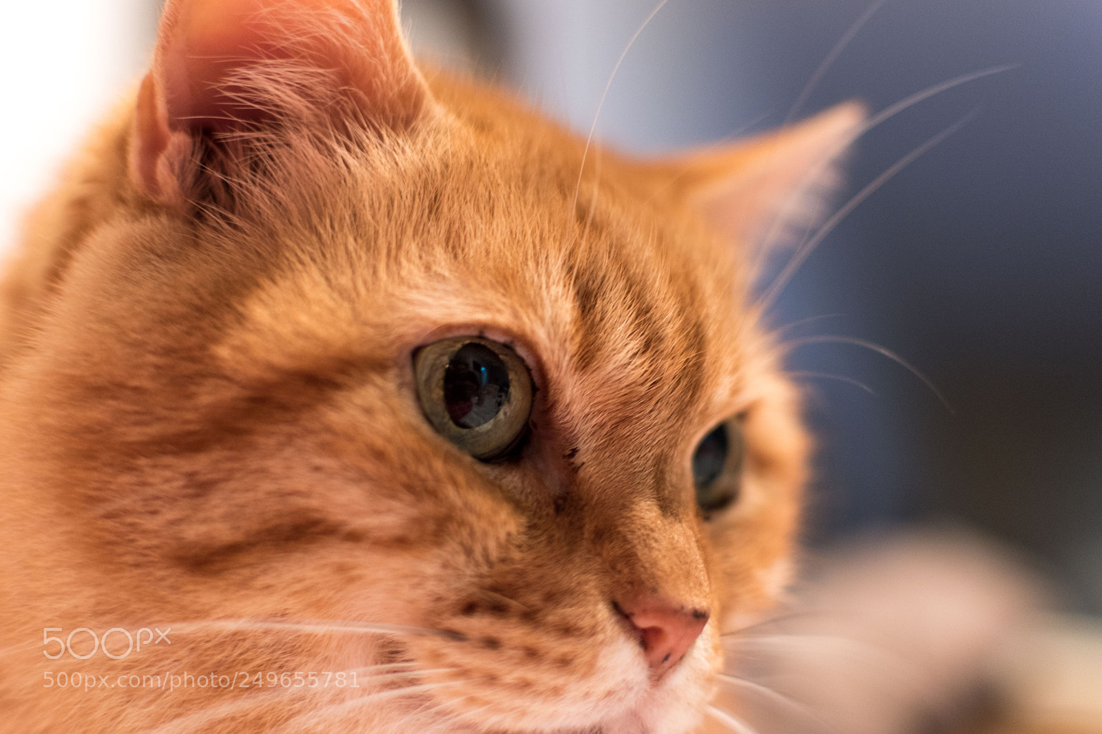 Nikon D5600 sample photo. Peter the cat photography