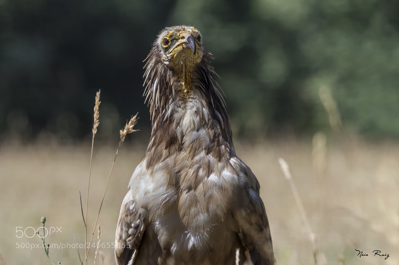 Canon EOS 7D sample photo. Alimoche photography