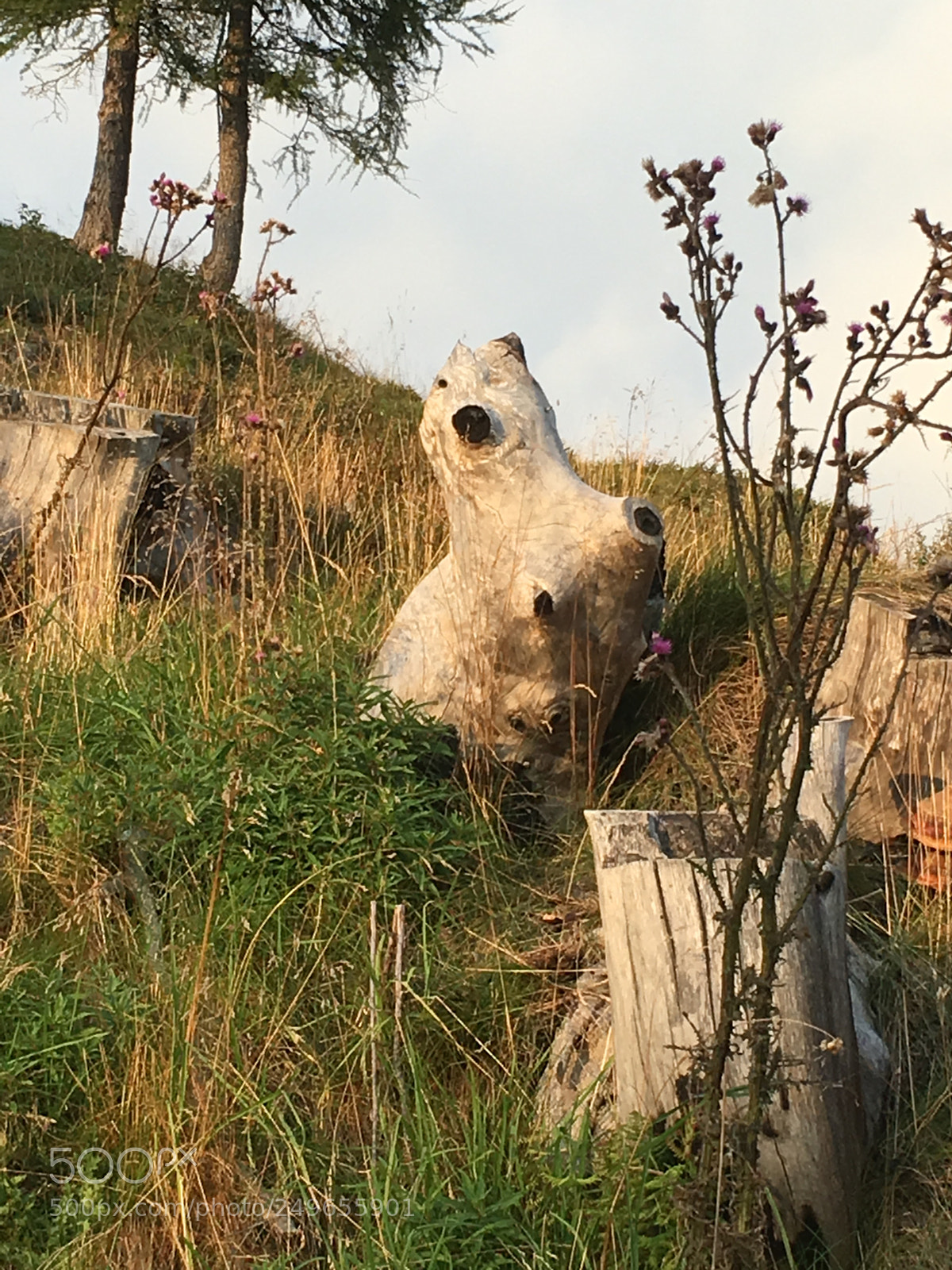 Apple iPhone 6s sample photo. Einfach nur ein morscher photography