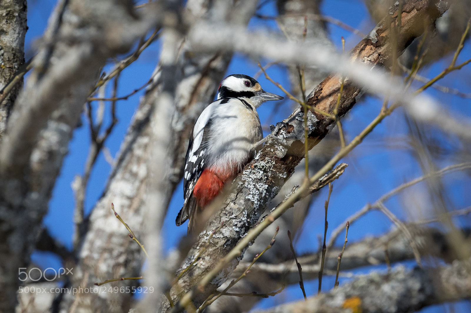 Canon EOS 5D Mark IV sample photo. Mr woodpecker photography