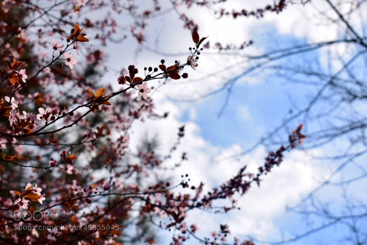 Nikon D5300 sample photo. Spring photography