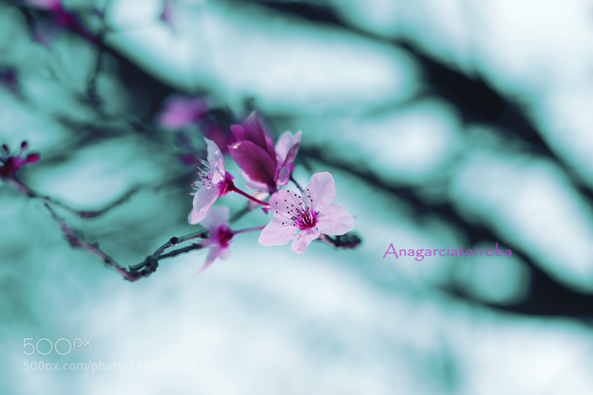 Canon EOS 1200D (EOS Rebel T5 / EOS Kiss X70 / EOS Hi) sample photo. Flores photography