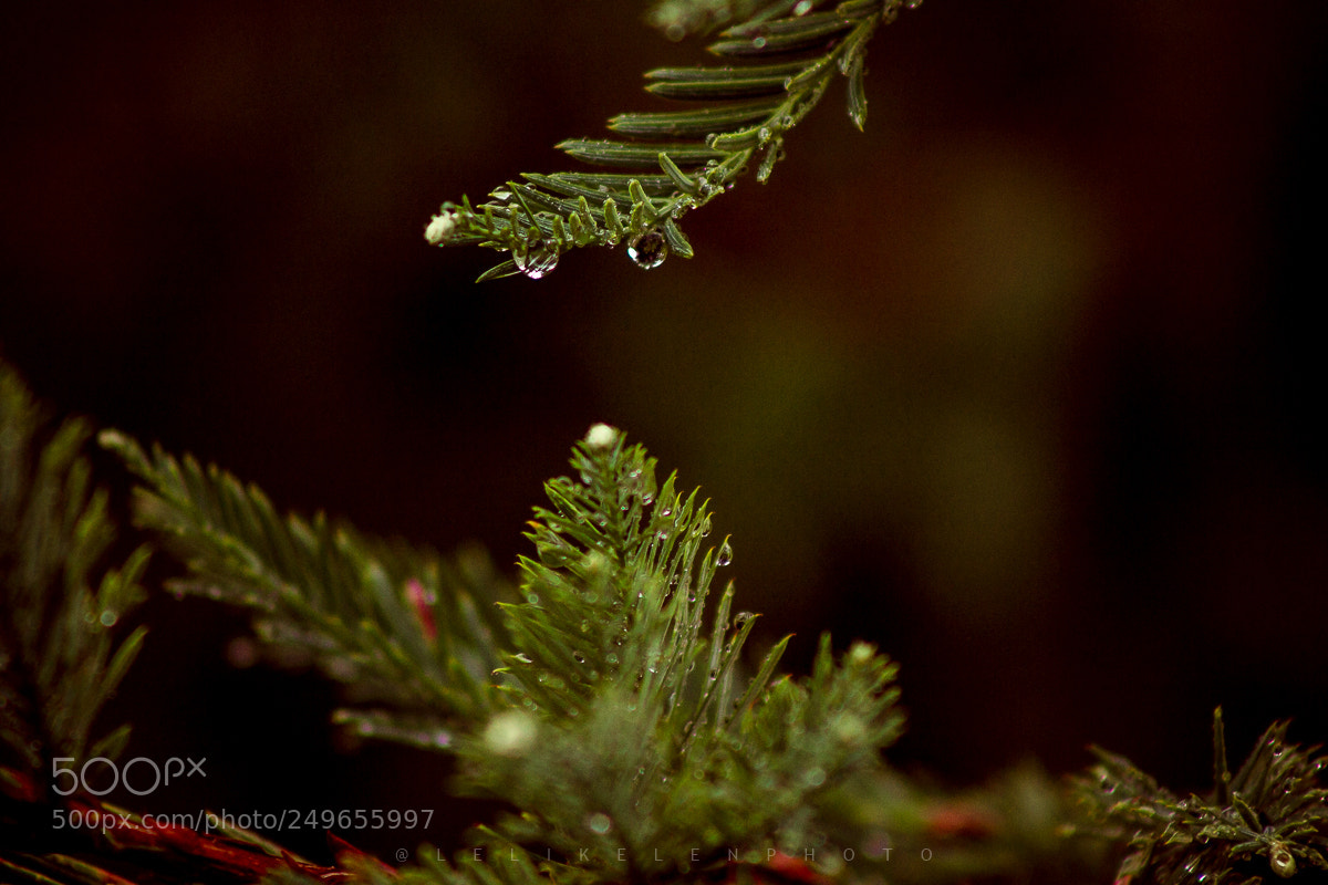Canon EOS 700D (EOS Rebel T5i / EOS Kiss X7i) sample photo. Rainforest photography