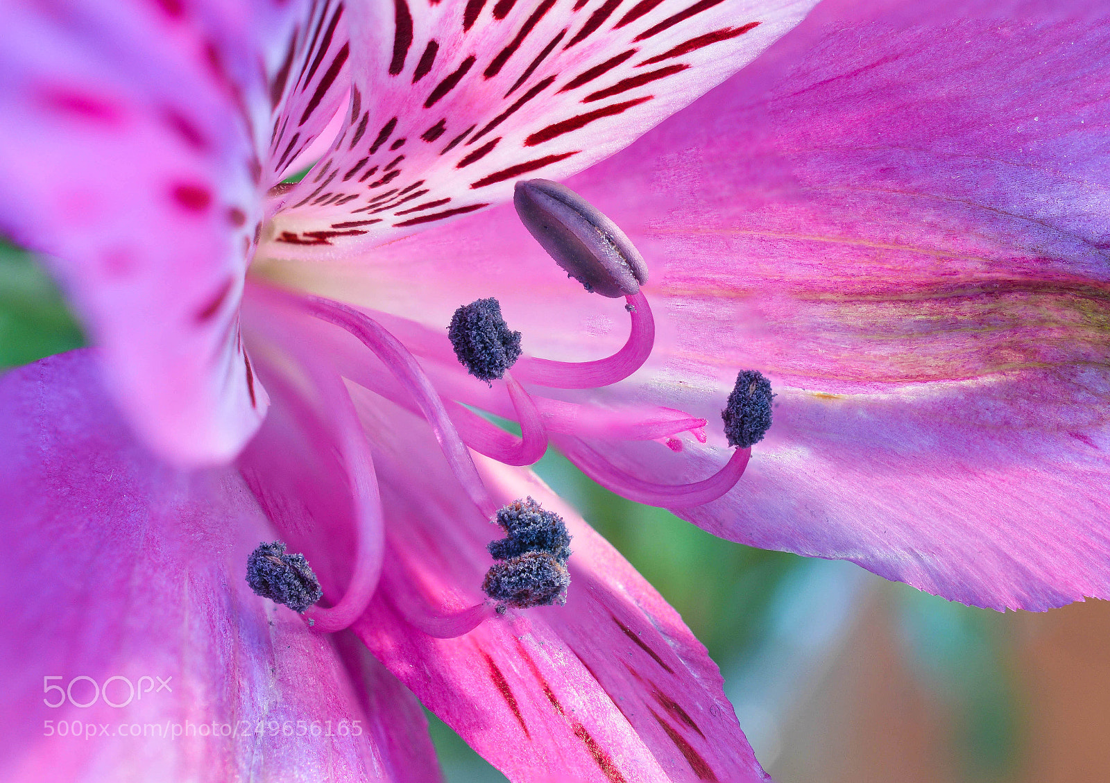 Nikon D3200 sample photo. Peruvian lily photography