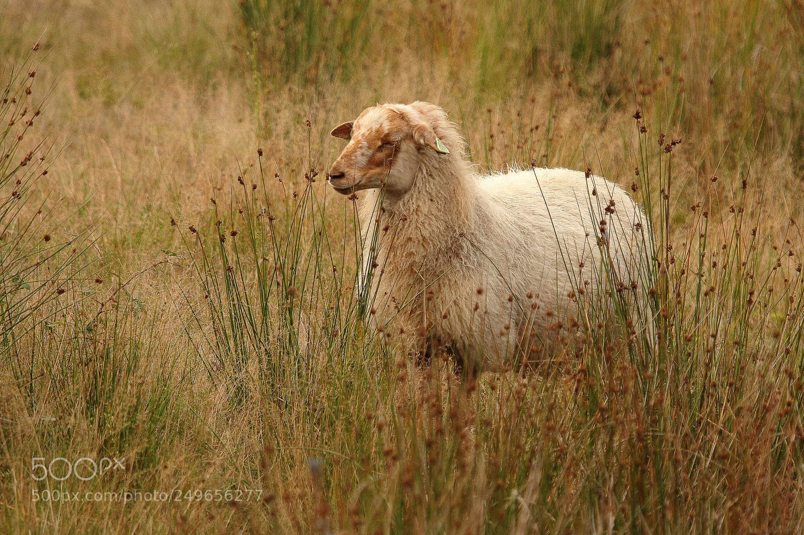 Canon EOS 7D sample photo. Schaap averbode, ovis orientalis photography