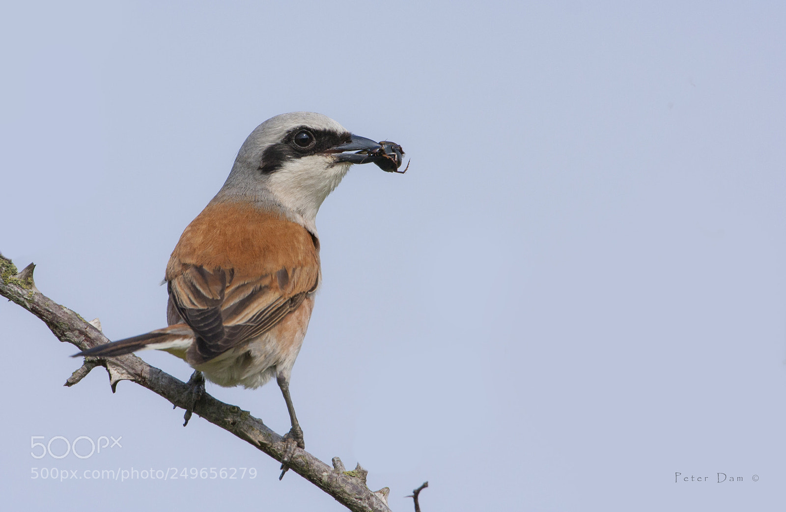 Canon EOS 40D sample photo. Red-backed shrike photography