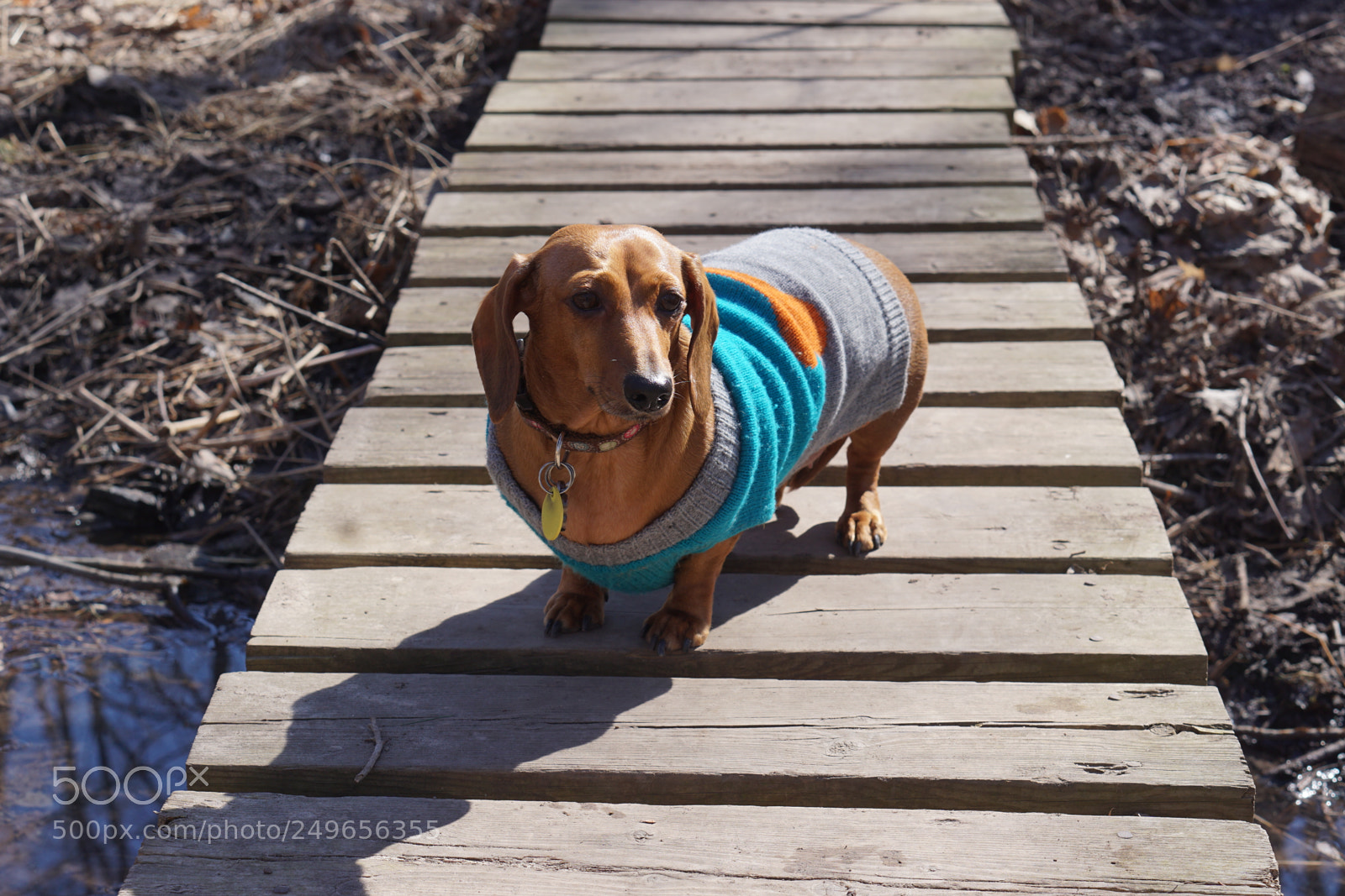 Sony a6000 sample photo. Dog on a bridge 18 photography