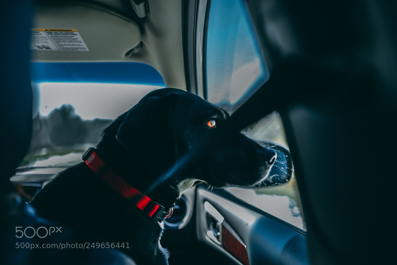 Leica Q (Typ 116) sample photo. Dog traveler photography