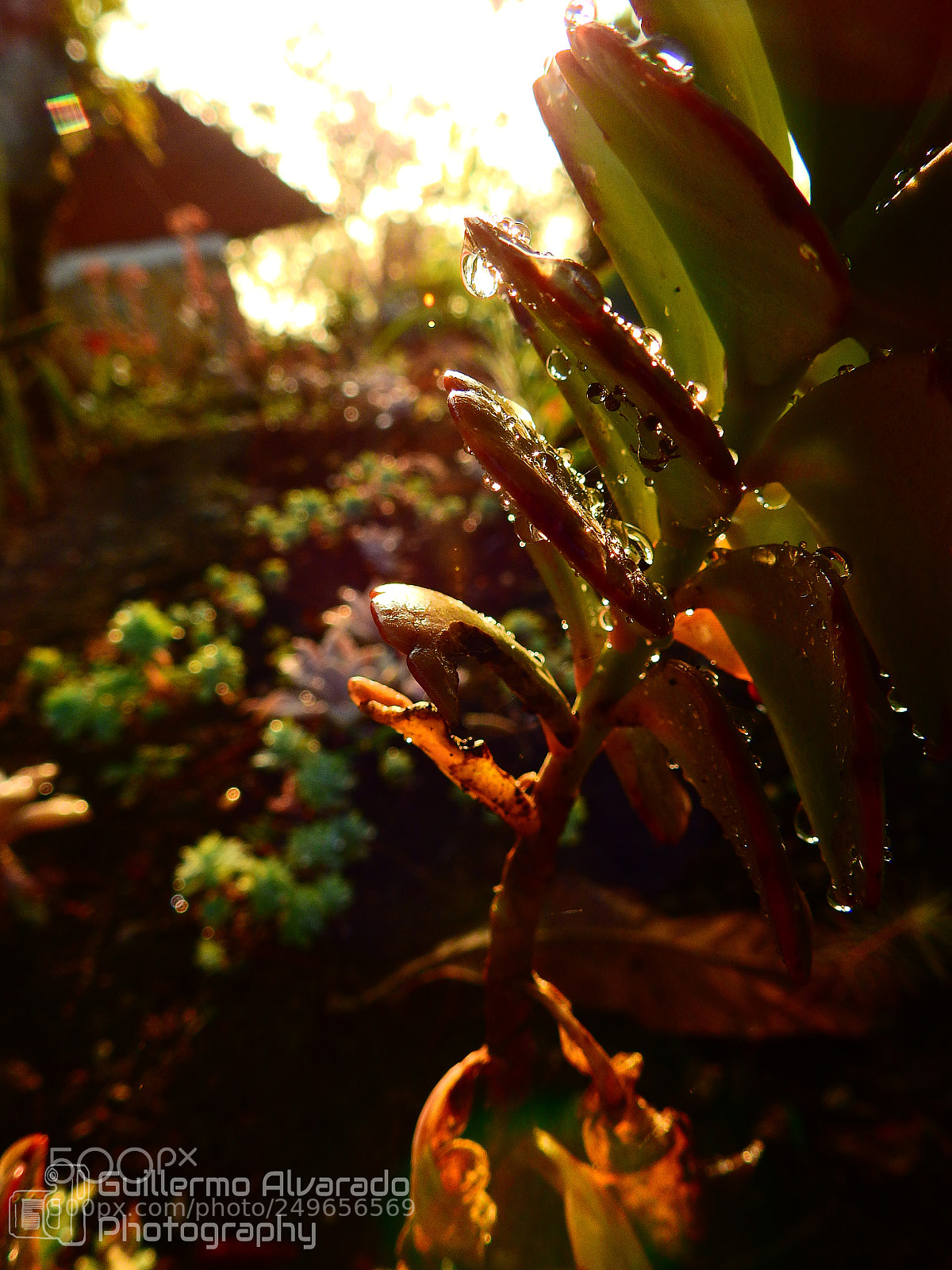 Nikon Coolpix P900 sample photo. Succulent photography