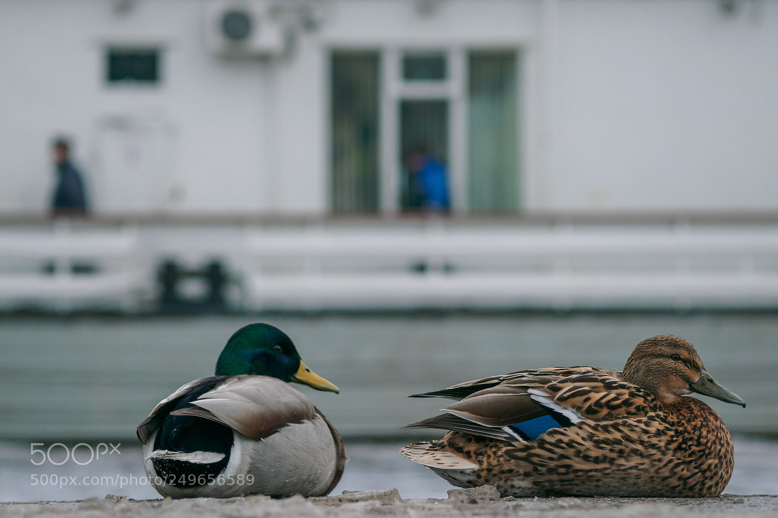 Olympus OM-D E-M1 sample photo. Two always make a photography