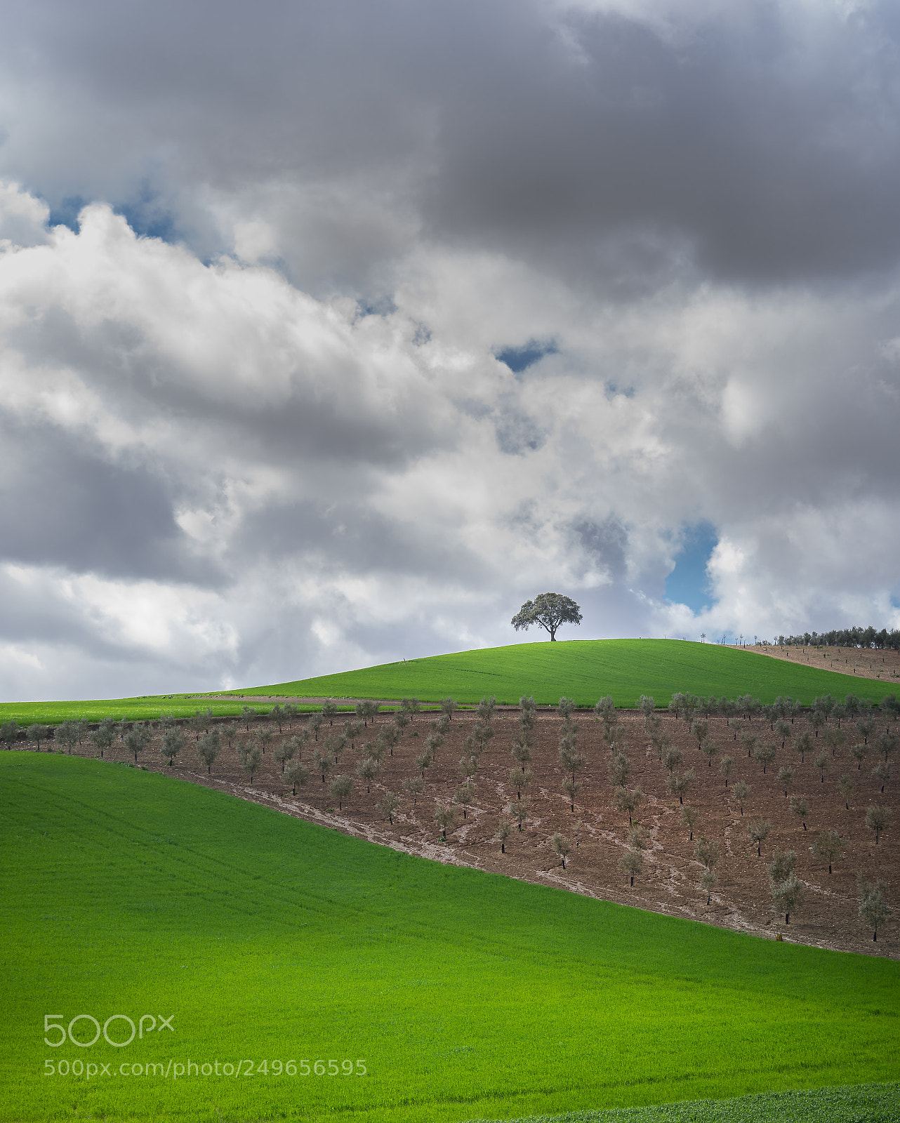 Sony a7 II sample photo. Green dehesa extremeña photography