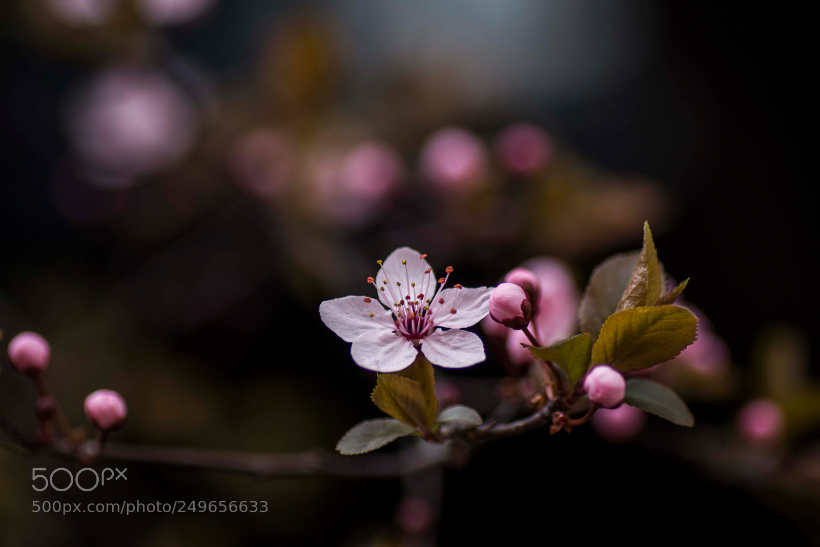 Canon EOS 60D sample photo. Rose spring photography