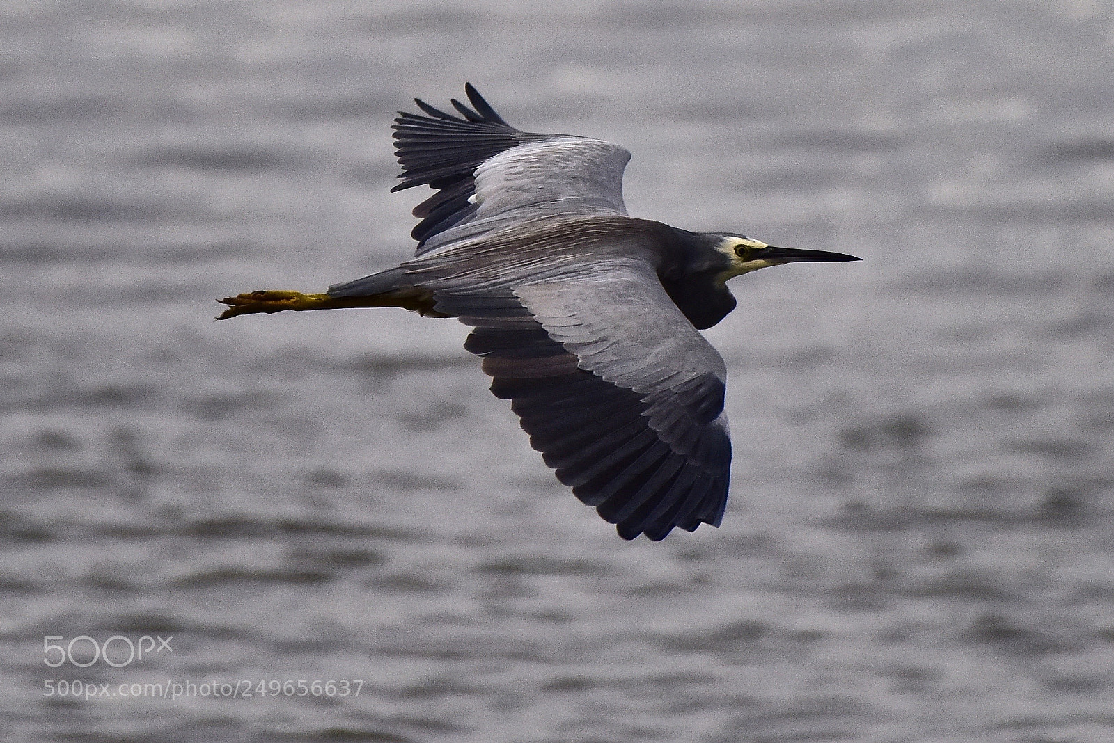 Nikon D810 sample photo. White-faced heron photography