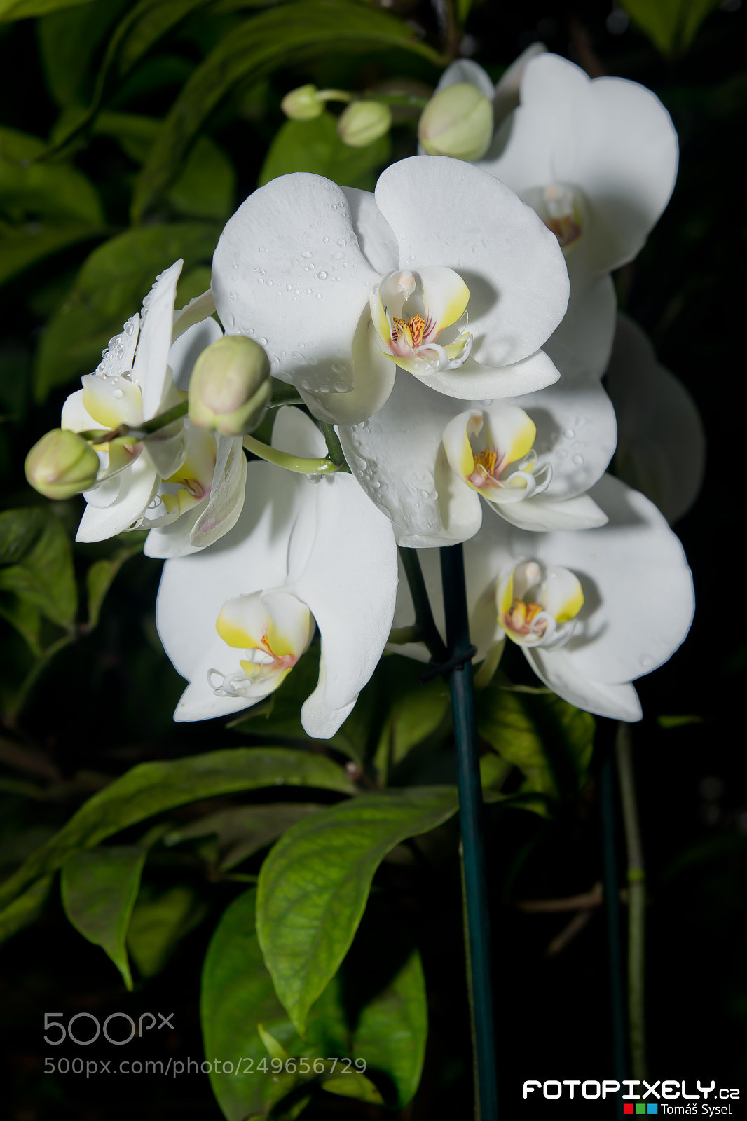 Nikon D600 sample photo. V stava orchidej orchid photography