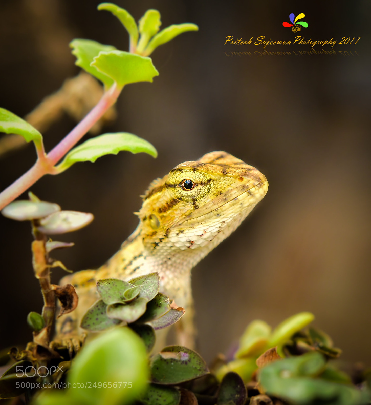 Nikon D500 sample photo. Oriental garden lizard photography
