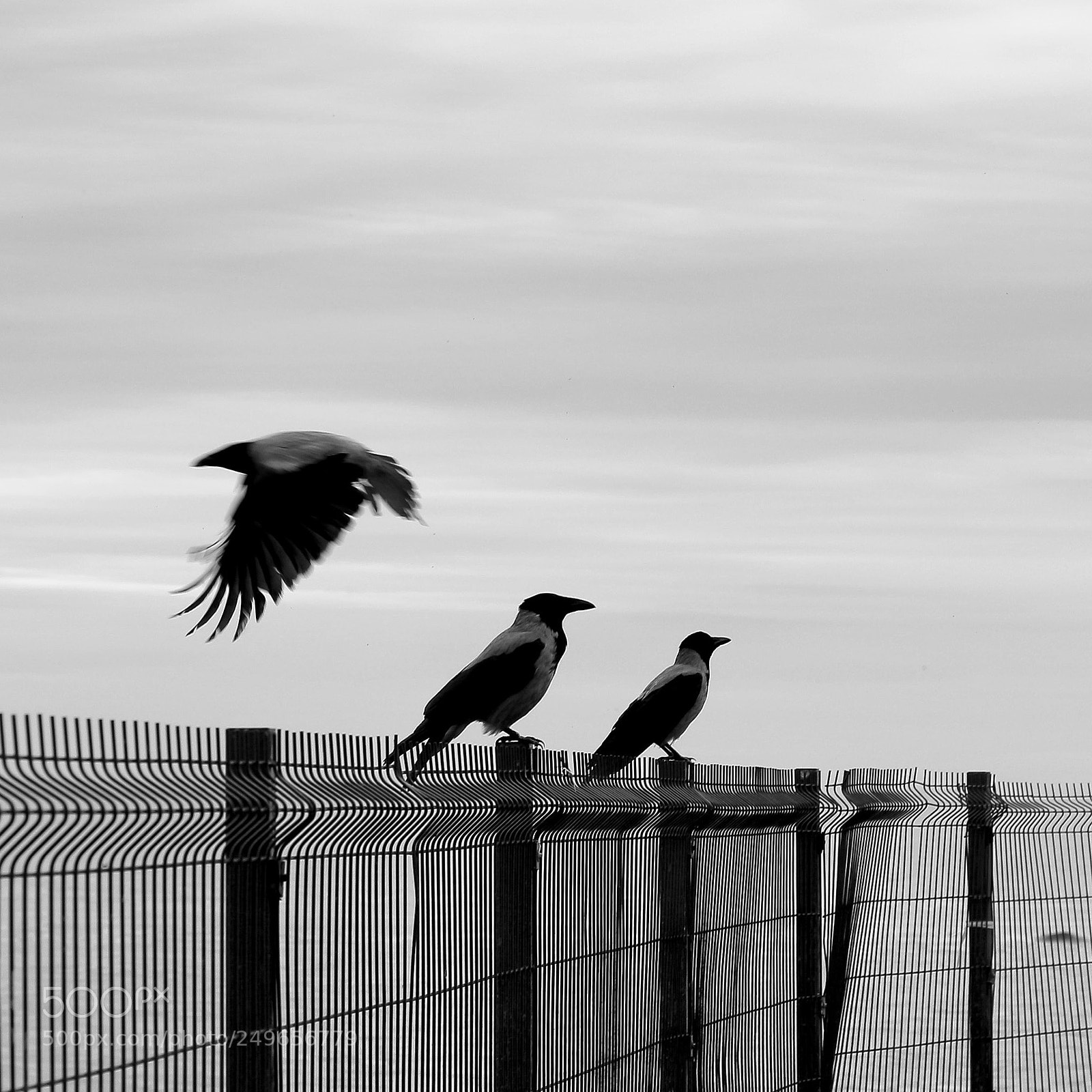 Canon EOS 700D (EOS Rebel T5i / EOS Kiss X7i) sample photo. Crow photography