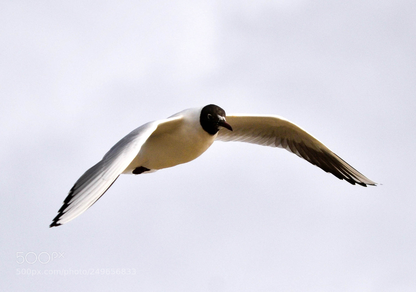 Nikon D3100 sample photo. Flying overhead. photography