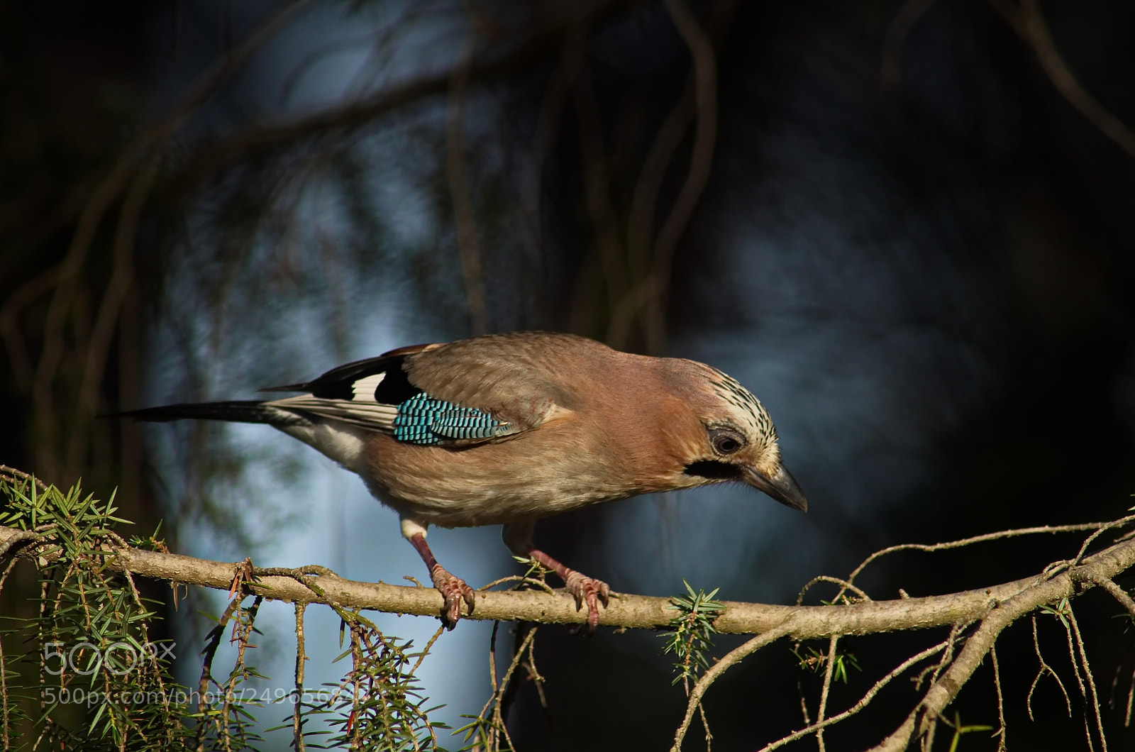 Pentax K-50 sample photo. Ghiandaia 2 photography