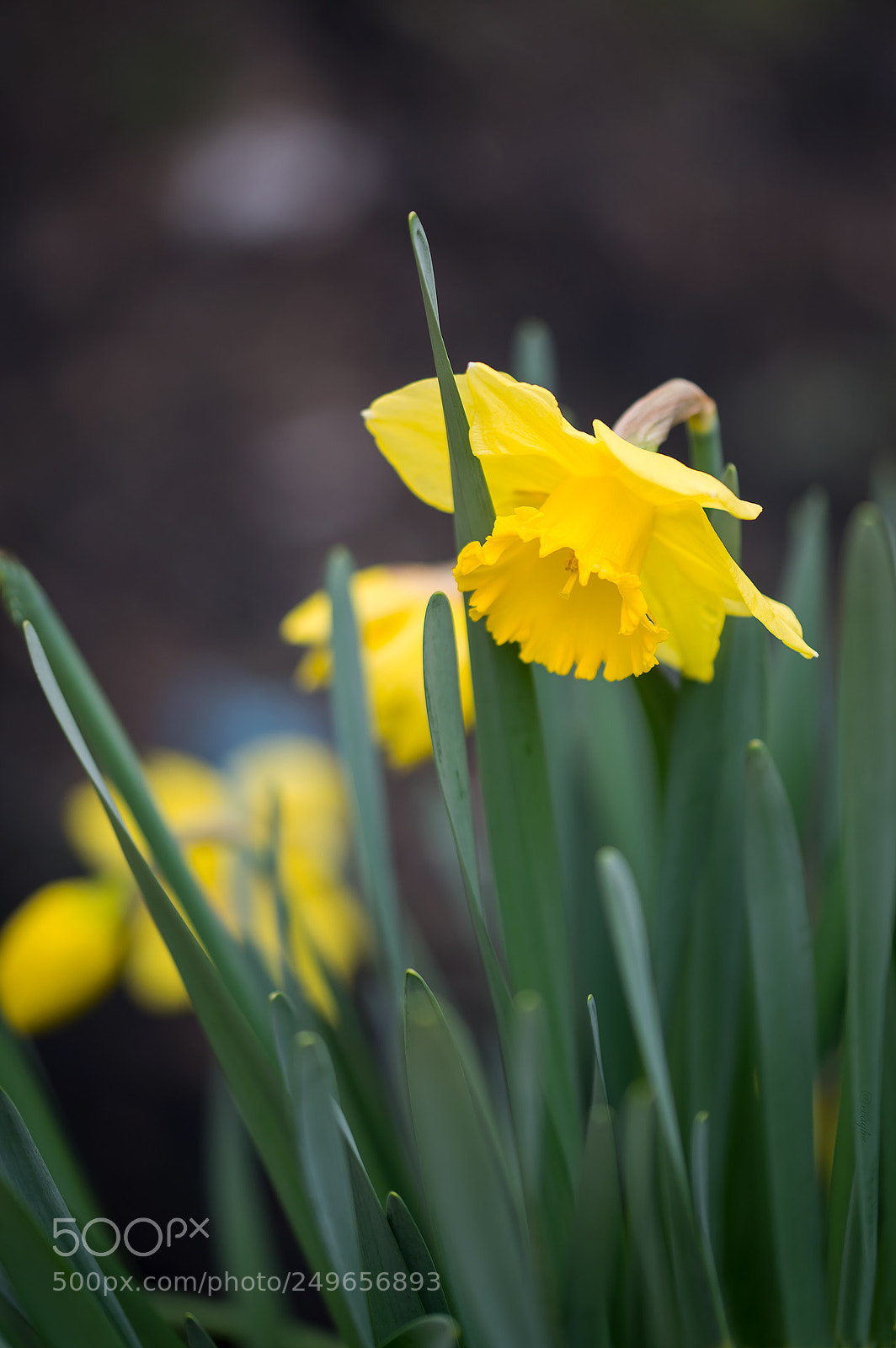 Nikon D610 sample photo. Narciso photography