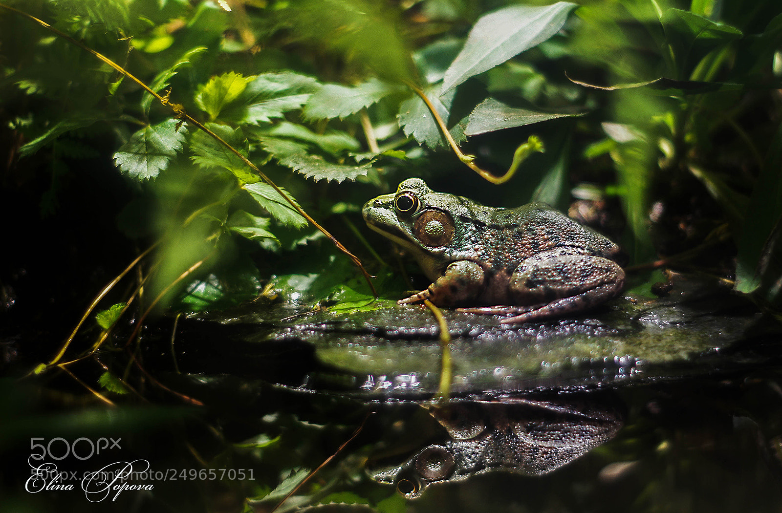 Sony SLT-A55 (SLT-A55V) sample photo. The frog princess   Царевна-лягушка photography