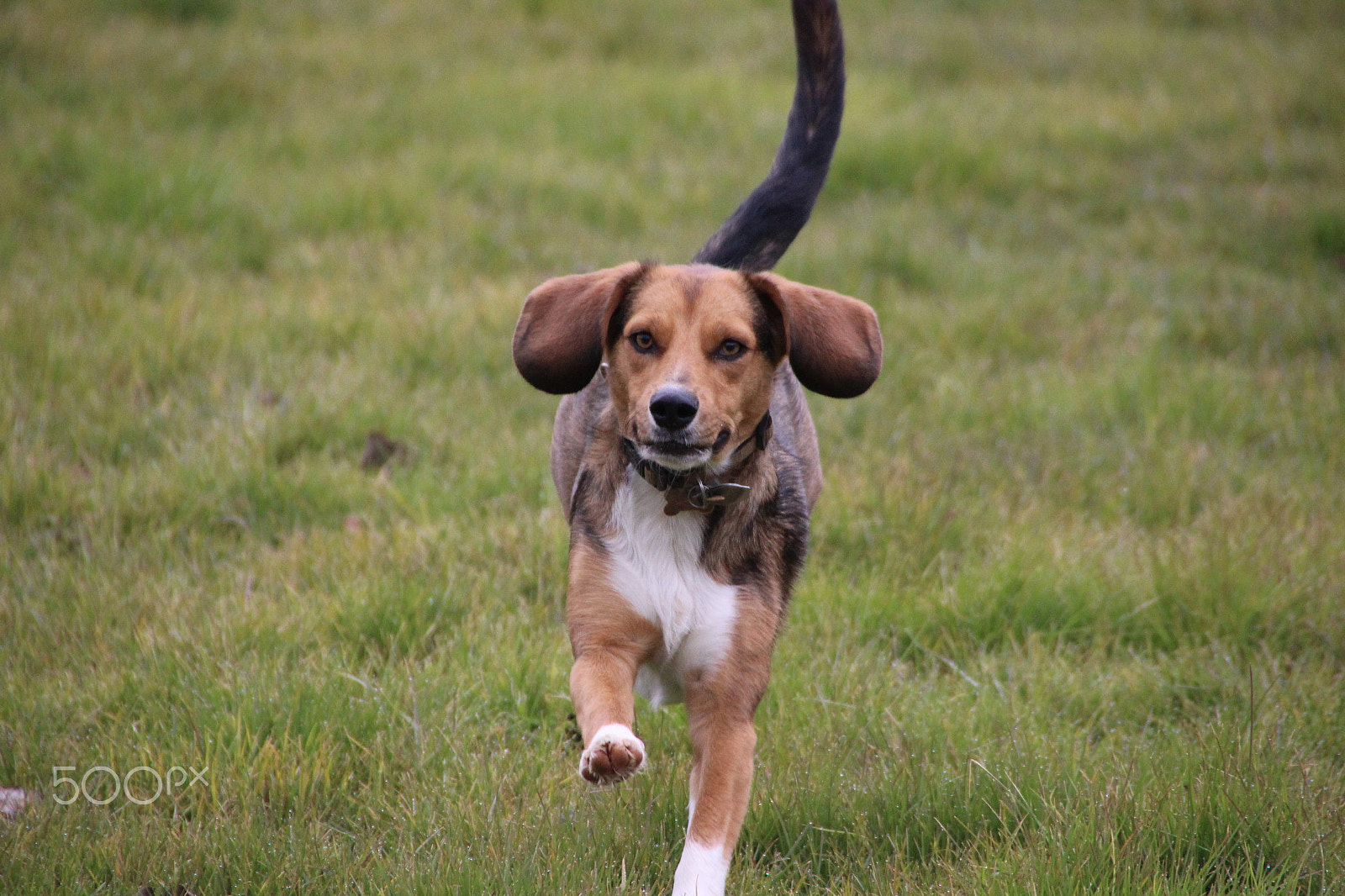 Canon EOS 600D (Rebel EOS T3i / EOS Kiss X5) sample photo. Dog in action photography