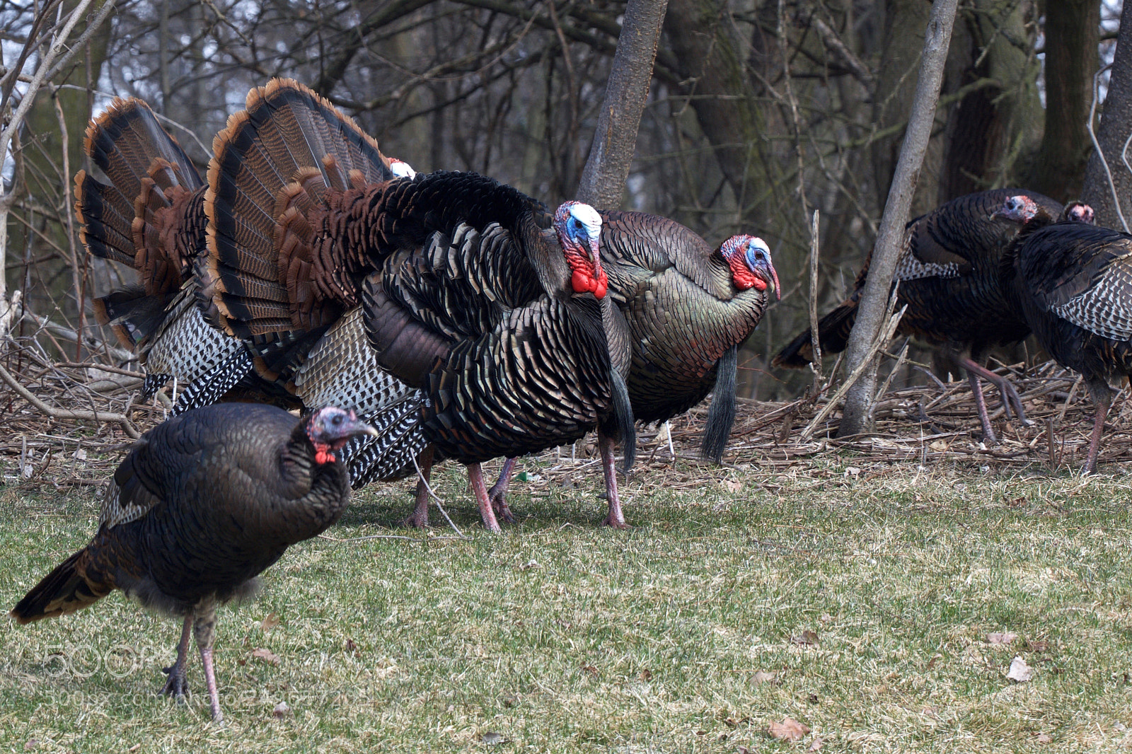 Nikon D5300 sample photo. Spring is here! photography