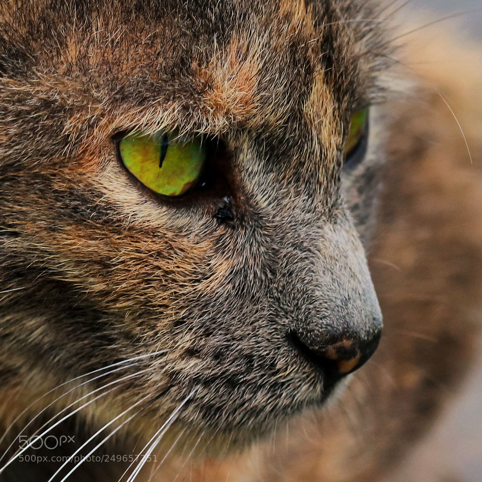 Canon EOS 700D (EOS Rebel T5i / EOS Kiss X7i) sample photo. Meow photography
