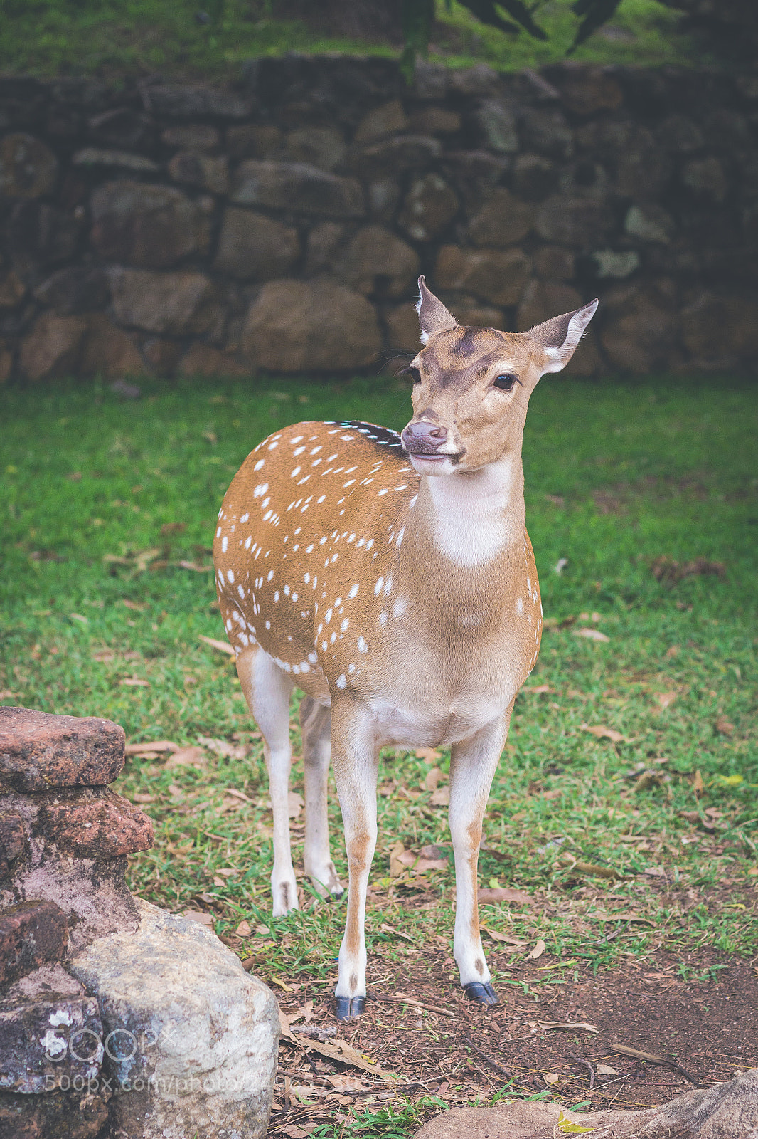 Canon EOS 1200D (EOS Rebel T5 / EOS Kiss X70 / EOS Hi) sample photo. Fearlessly deer photography