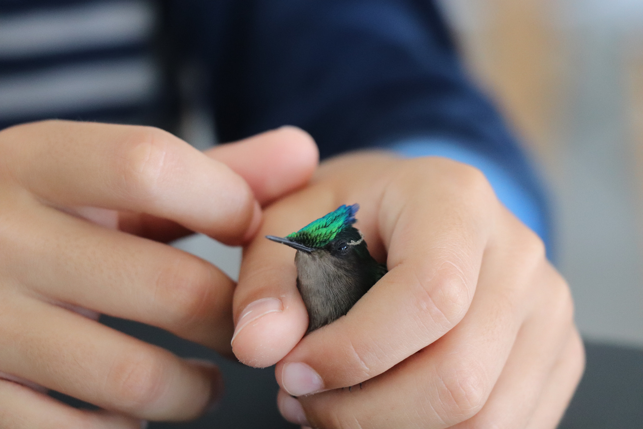 Canon EOS 77D (EOS 9000D / EOS 770D) sample photo. Colibri rescue photography