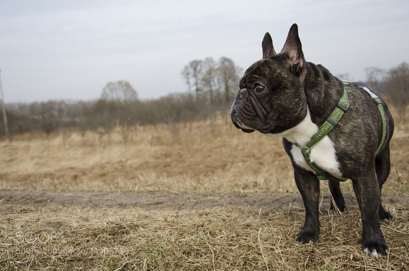 Nikon D5100 sample photo. Nacho, my dog. photography